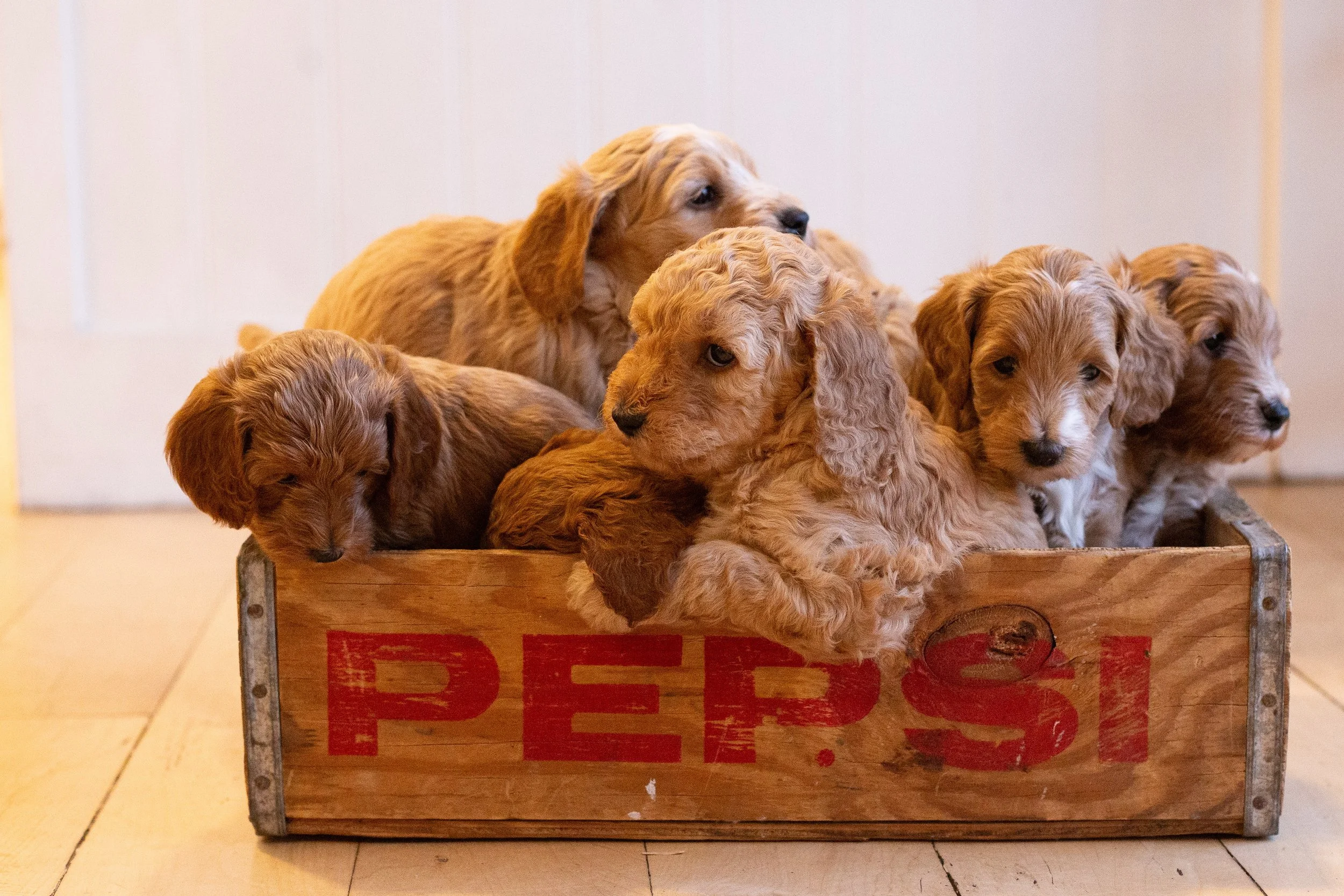 puppies, sledding-1059.jpg