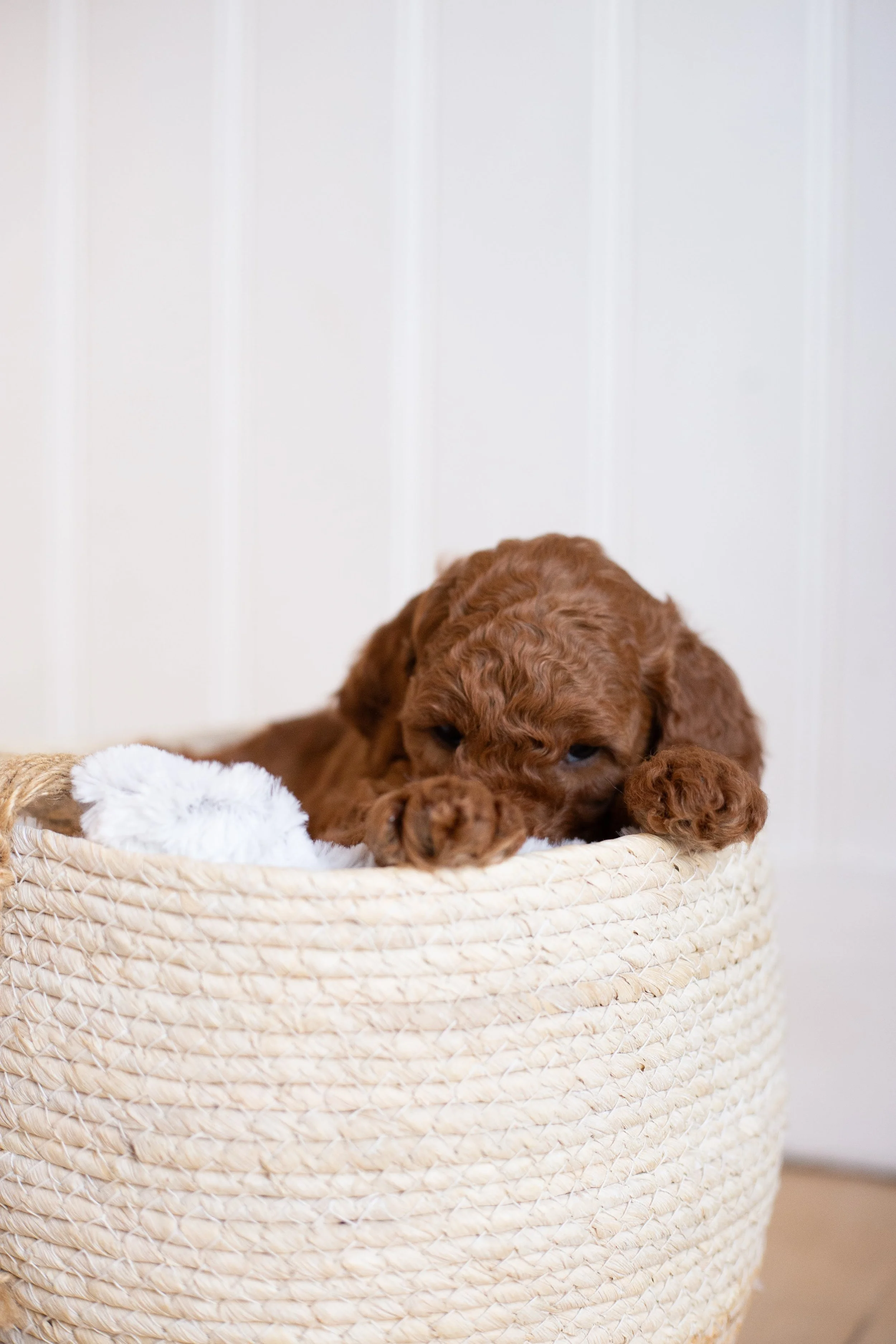 puppies, sledding-699.jpg