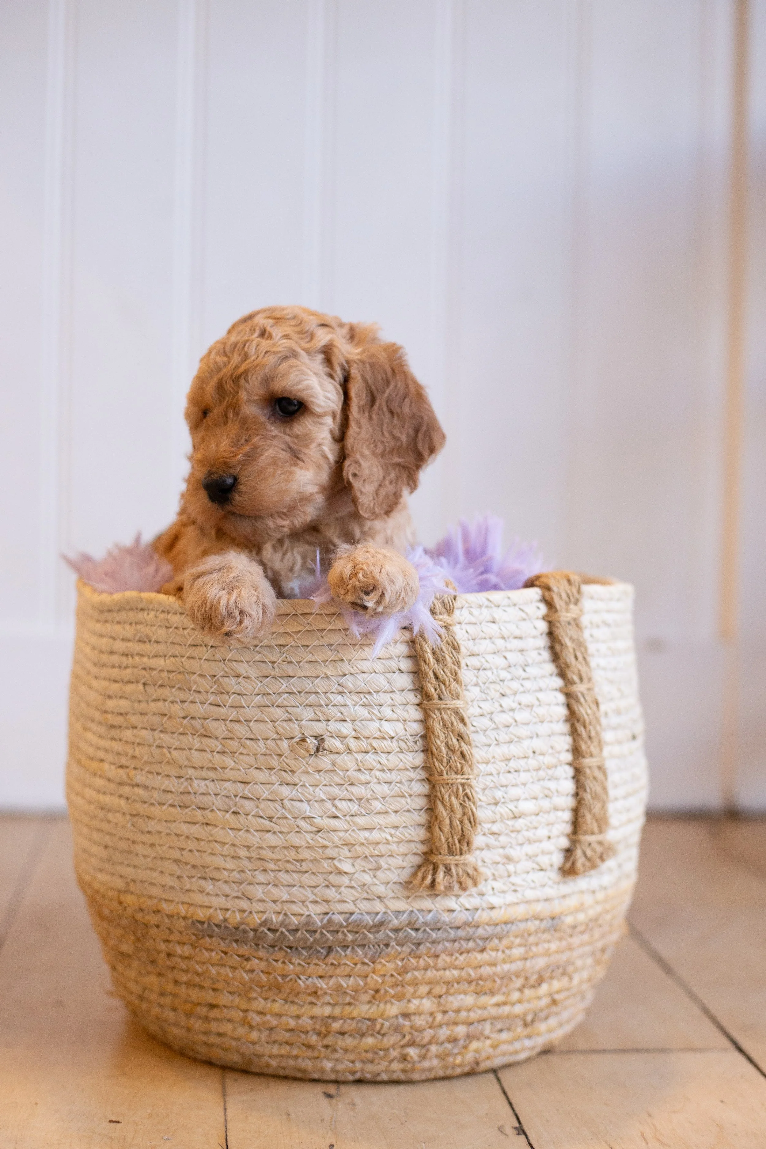 puppies, sledding-305.jpg