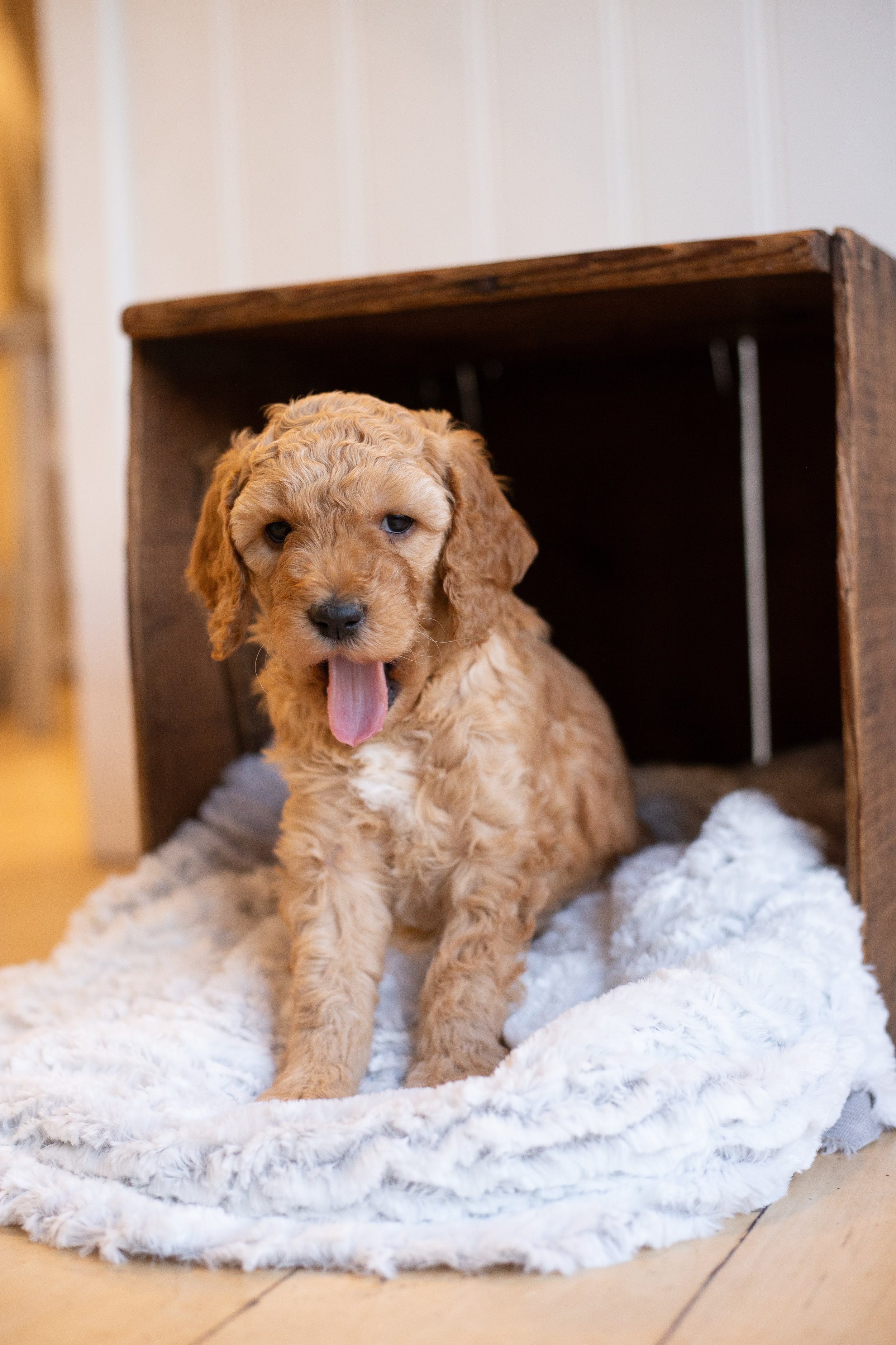 puppies, sledding-80.jpg