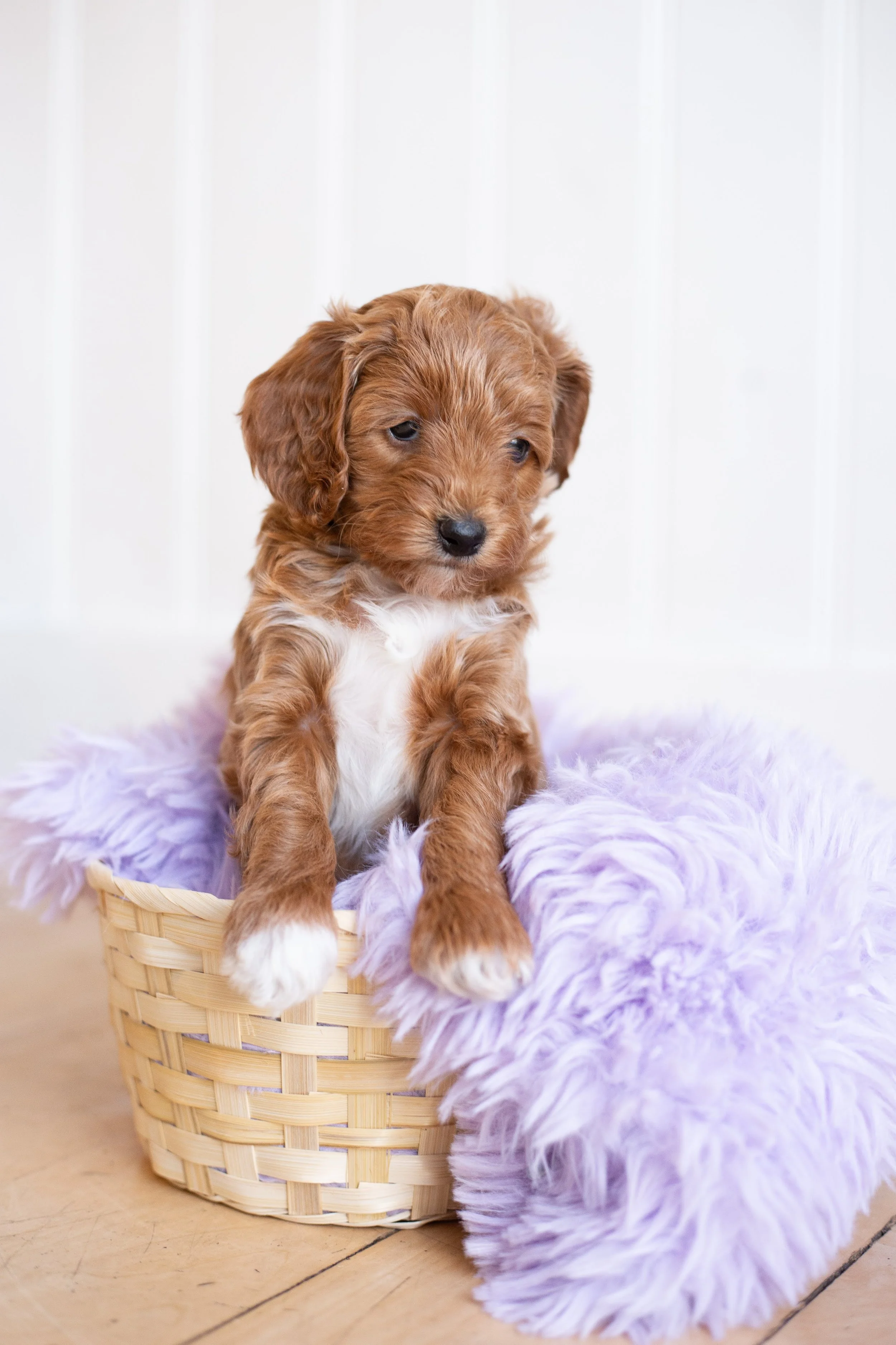 puppies, sledding-659.jpg