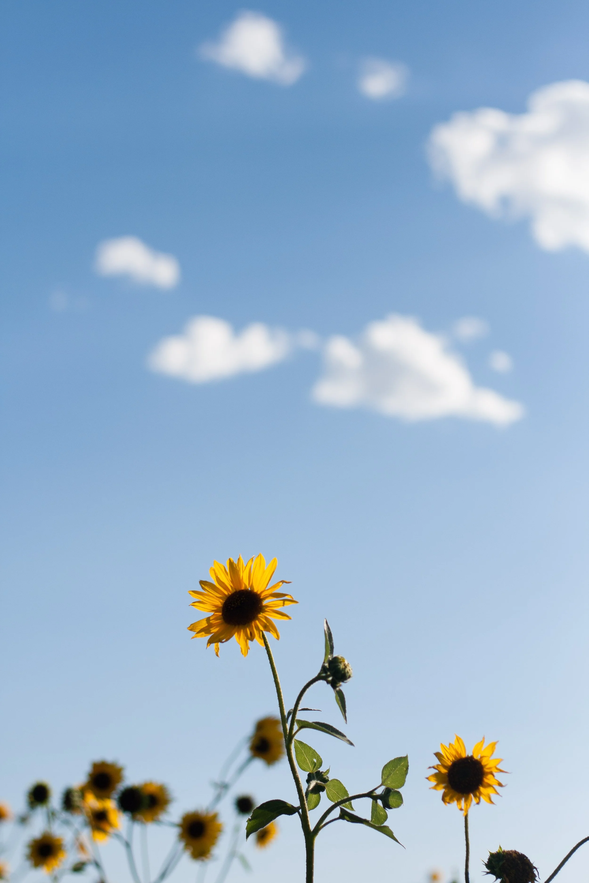 20150725-Summer Vacation-248.jpg
