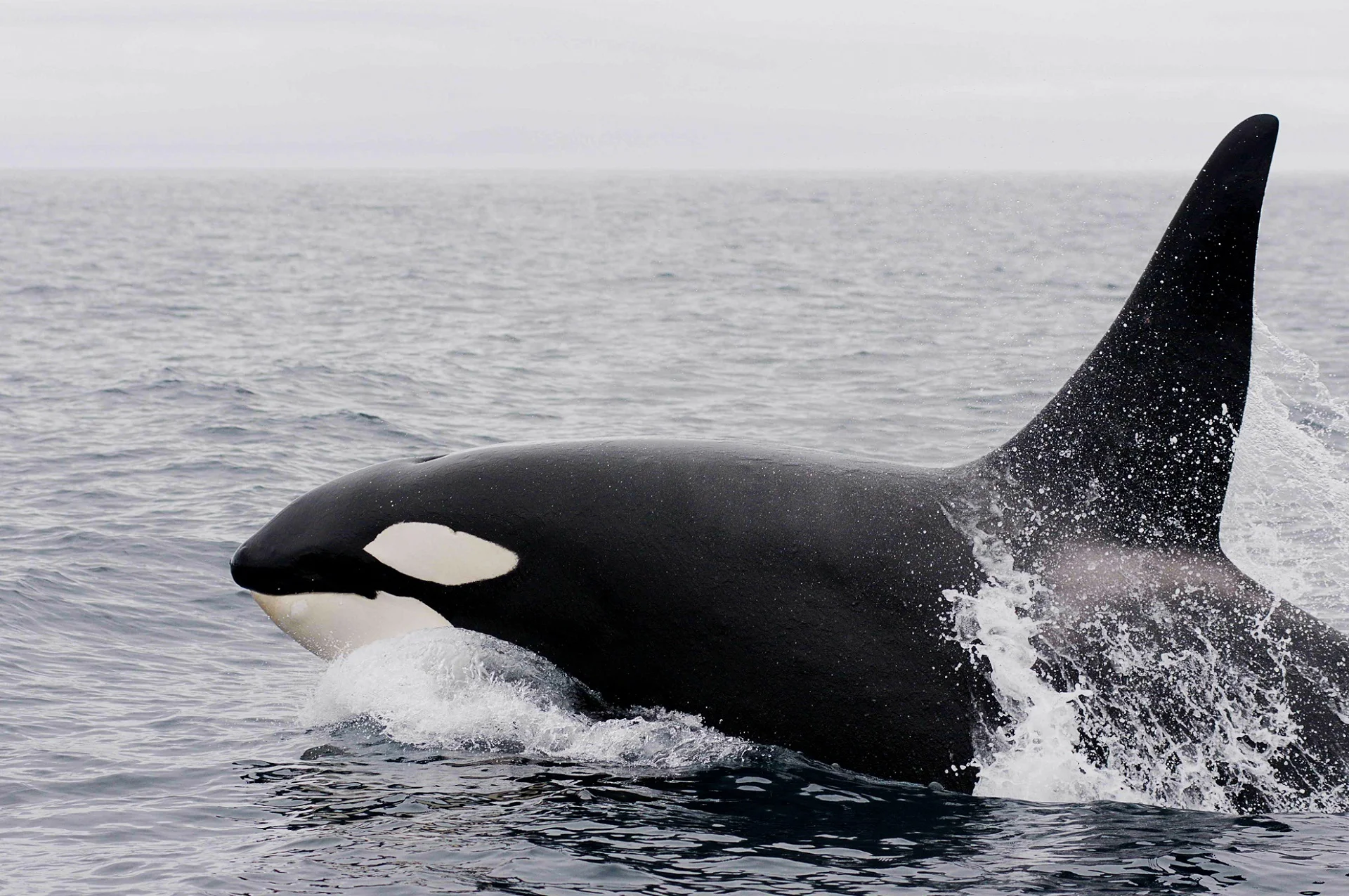 killer-whale-1945421.jpg