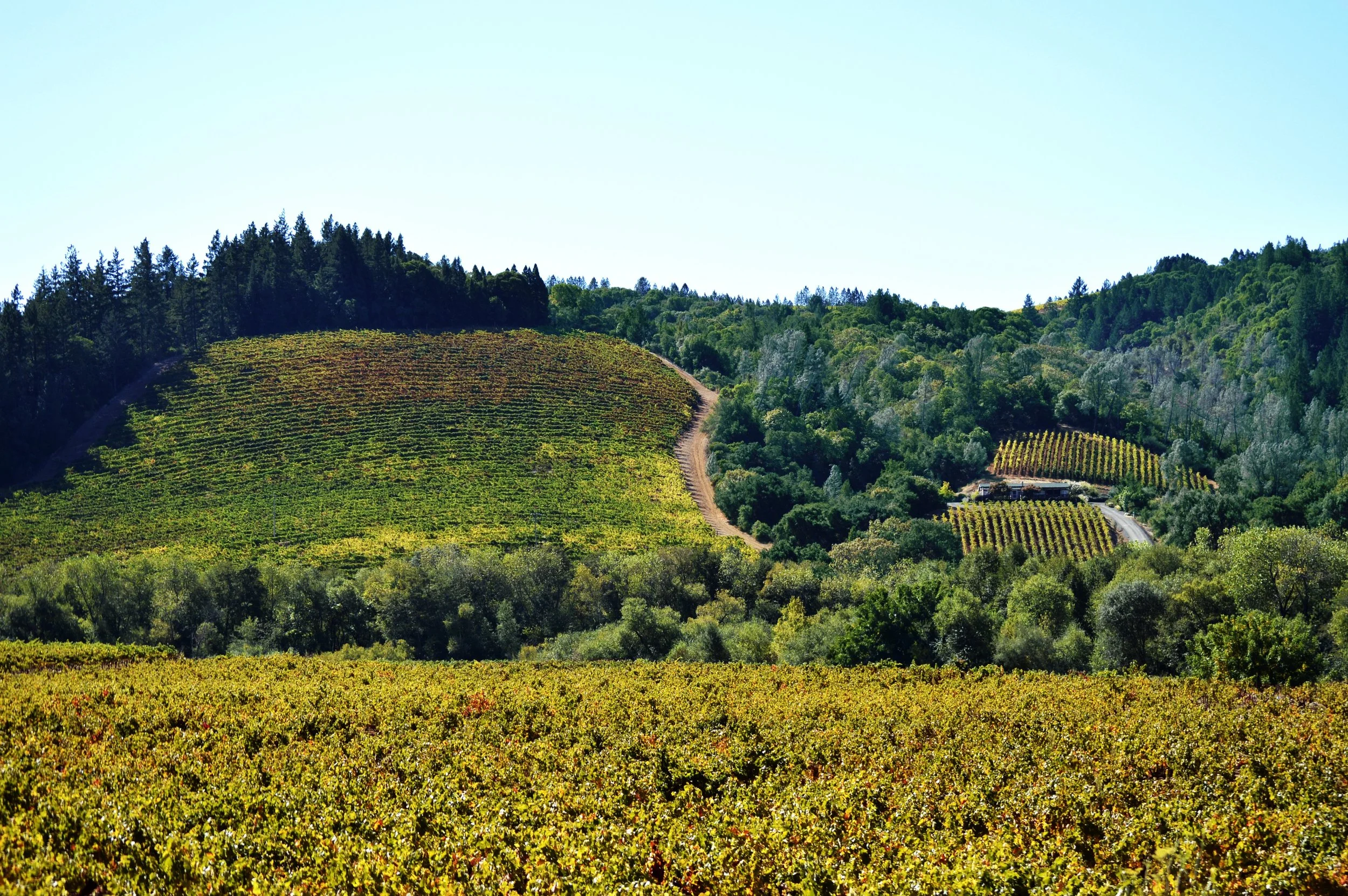 Vineyard-WorkingLands_SonomaCounty-CA.jpg