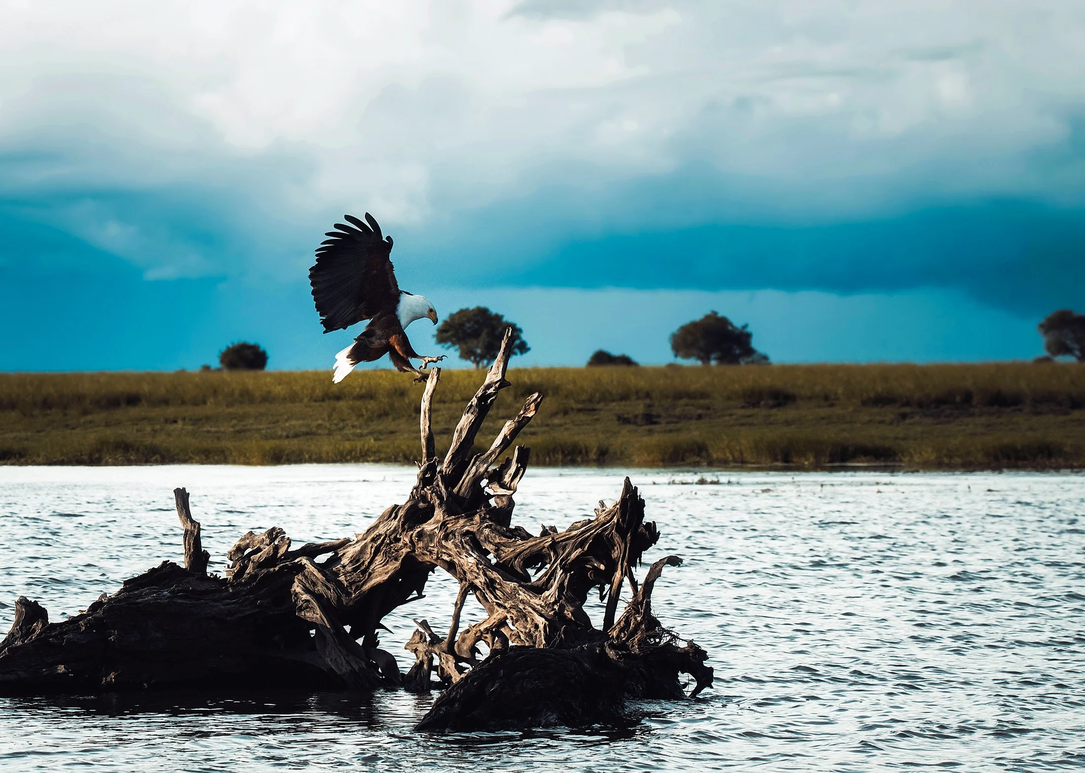 bald-eagle-1970606.jpg
