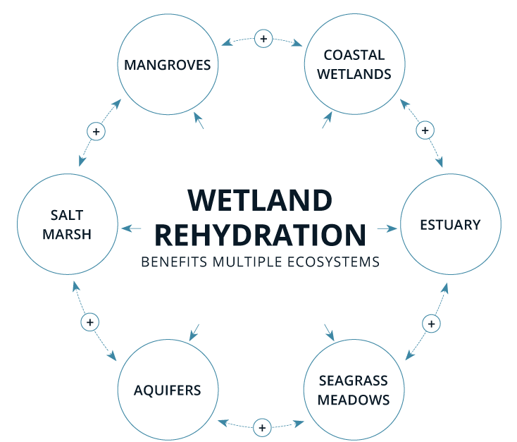 Wetland Reydration Click to Enlarge