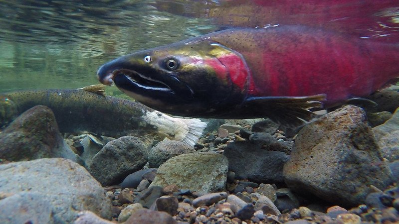 The Sociocultural Significance of Salmon for Tribes and First Nations