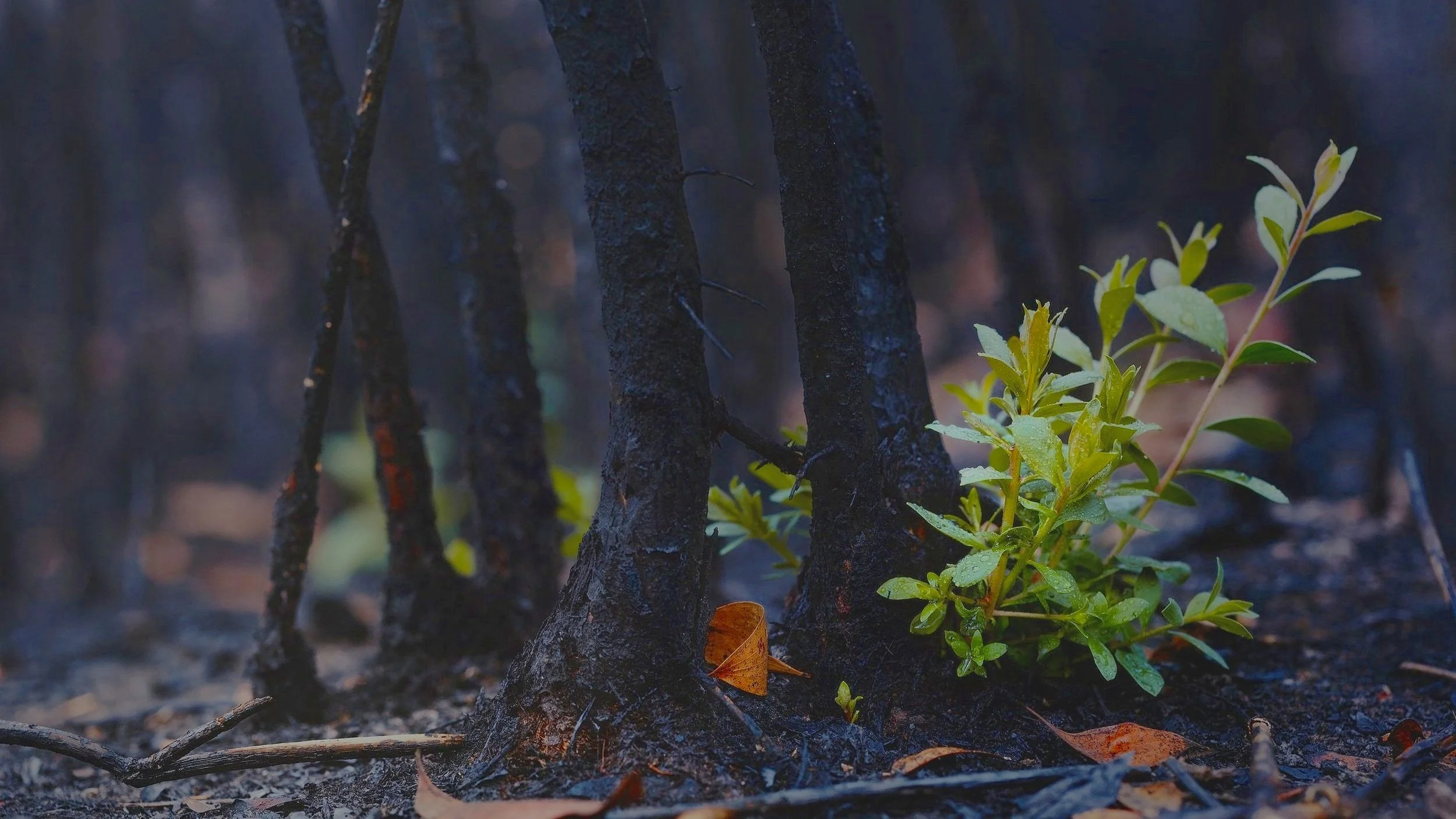 Accounting for Nature in FEMA’s Hazard Mitigation Program