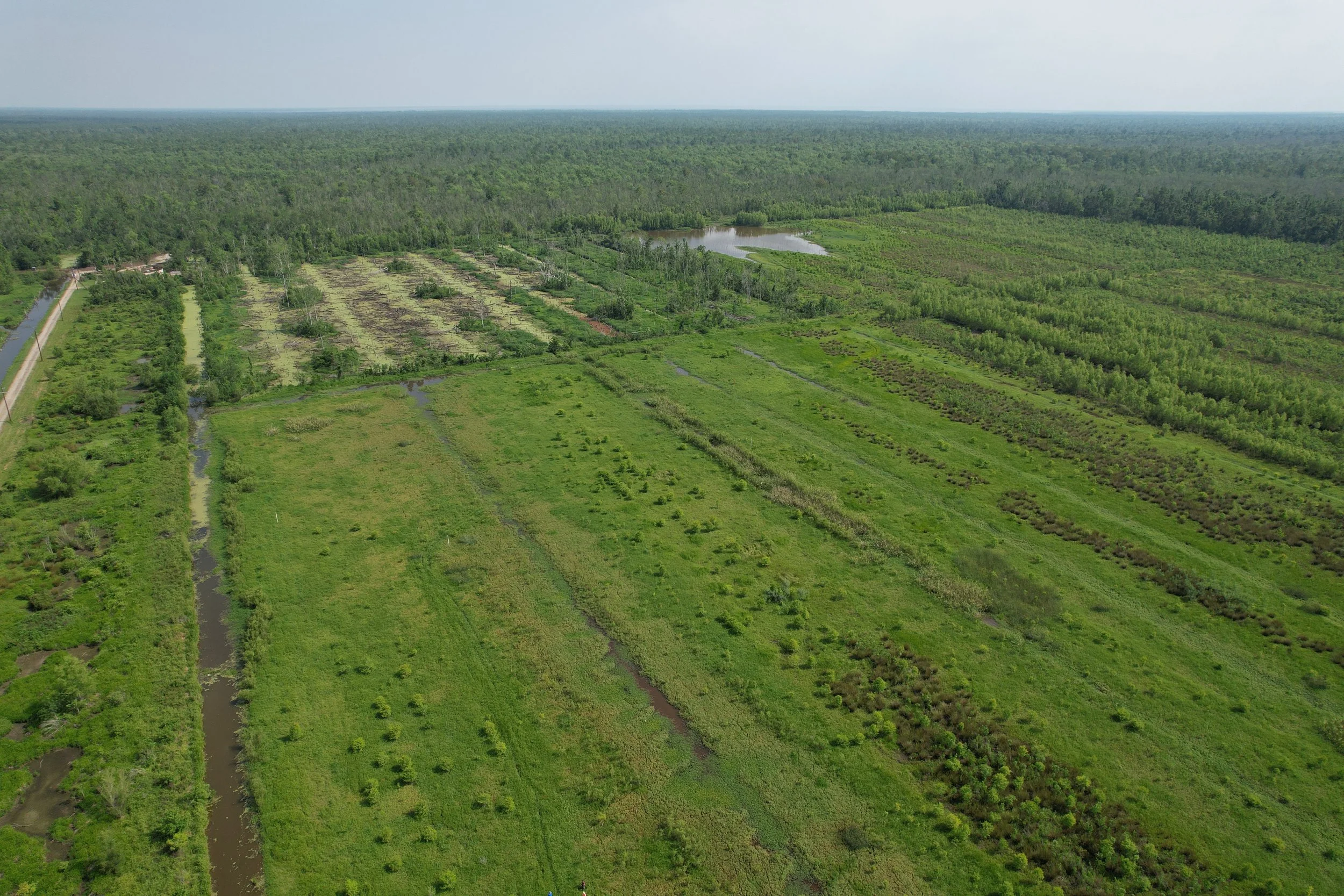 Restoring Coastal Forested Wetlands