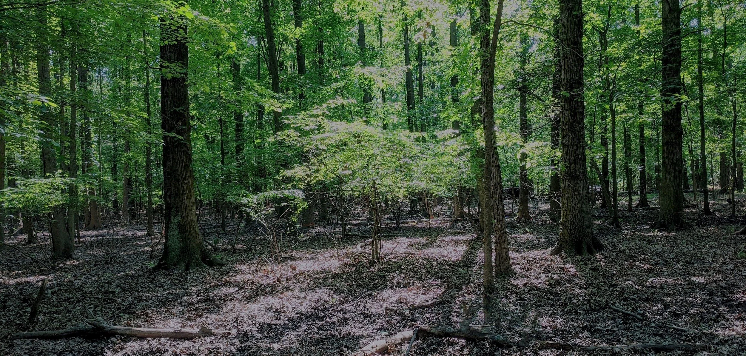 Valuing Forest and Wetland Loss on Staten Island