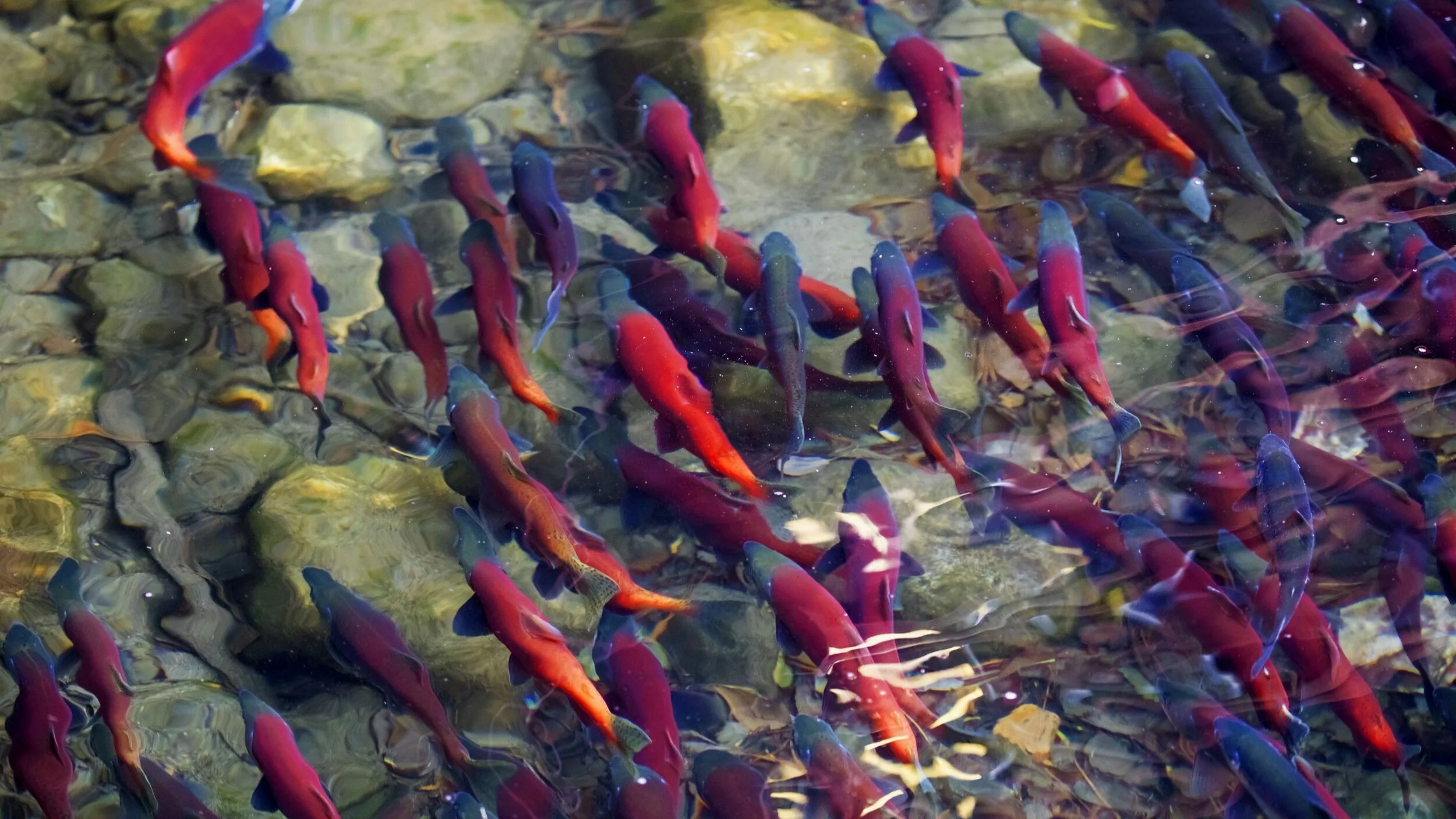 A Memorandum of Understanding for salmon recovery