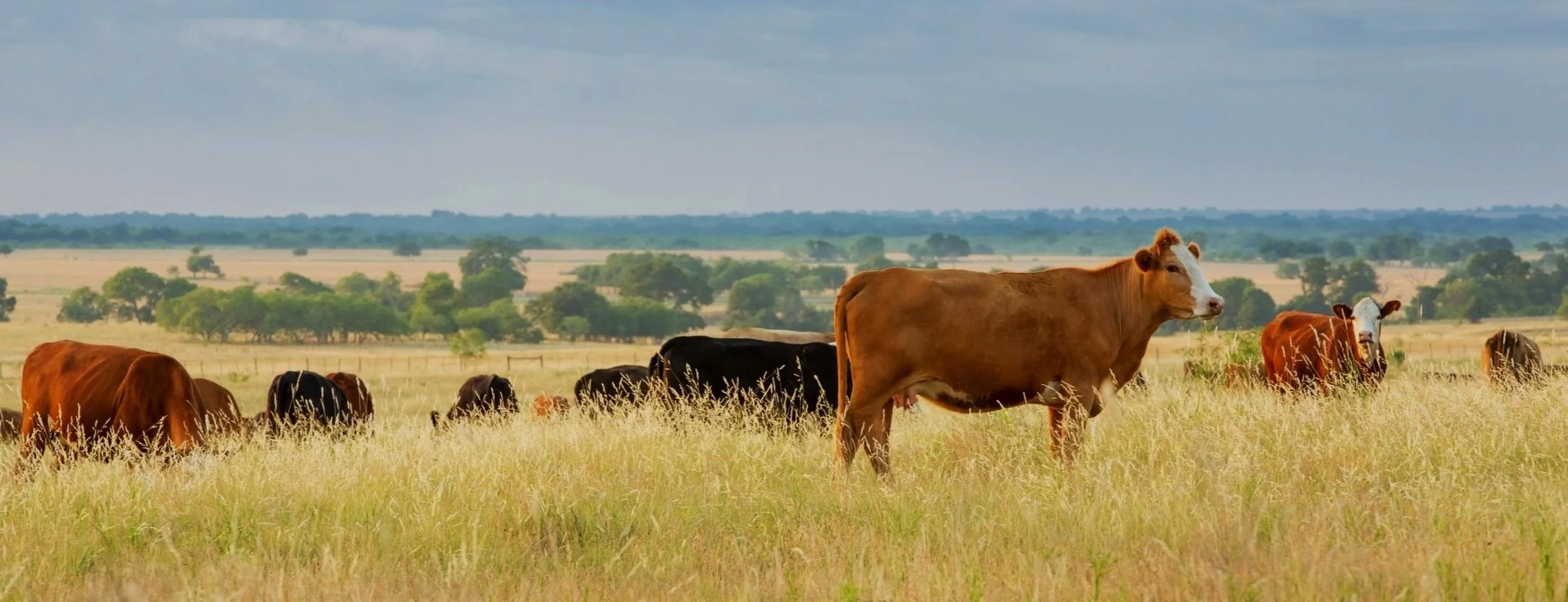 The Journal of Soil and Water Conservation