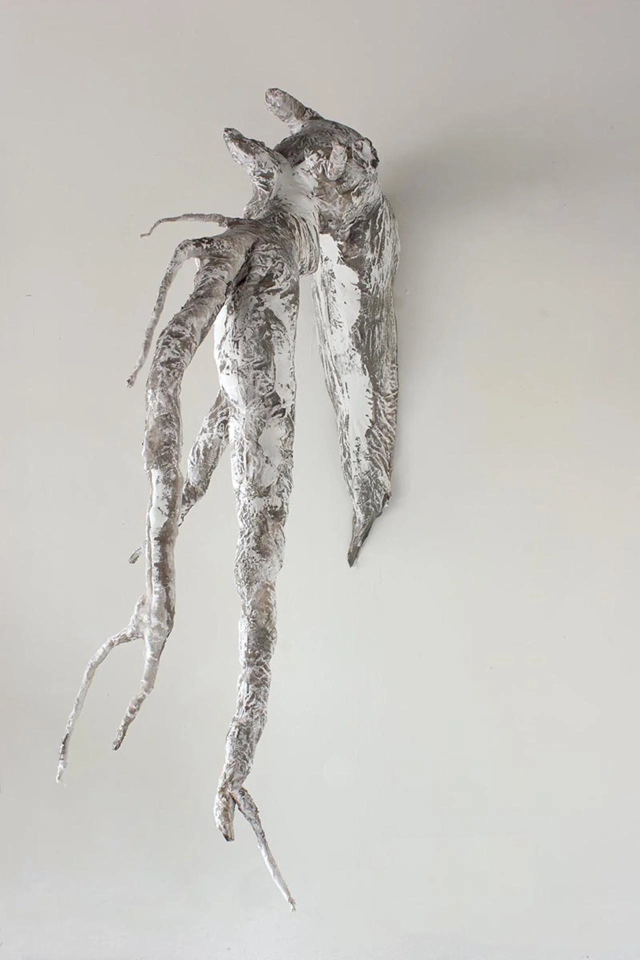 Limb