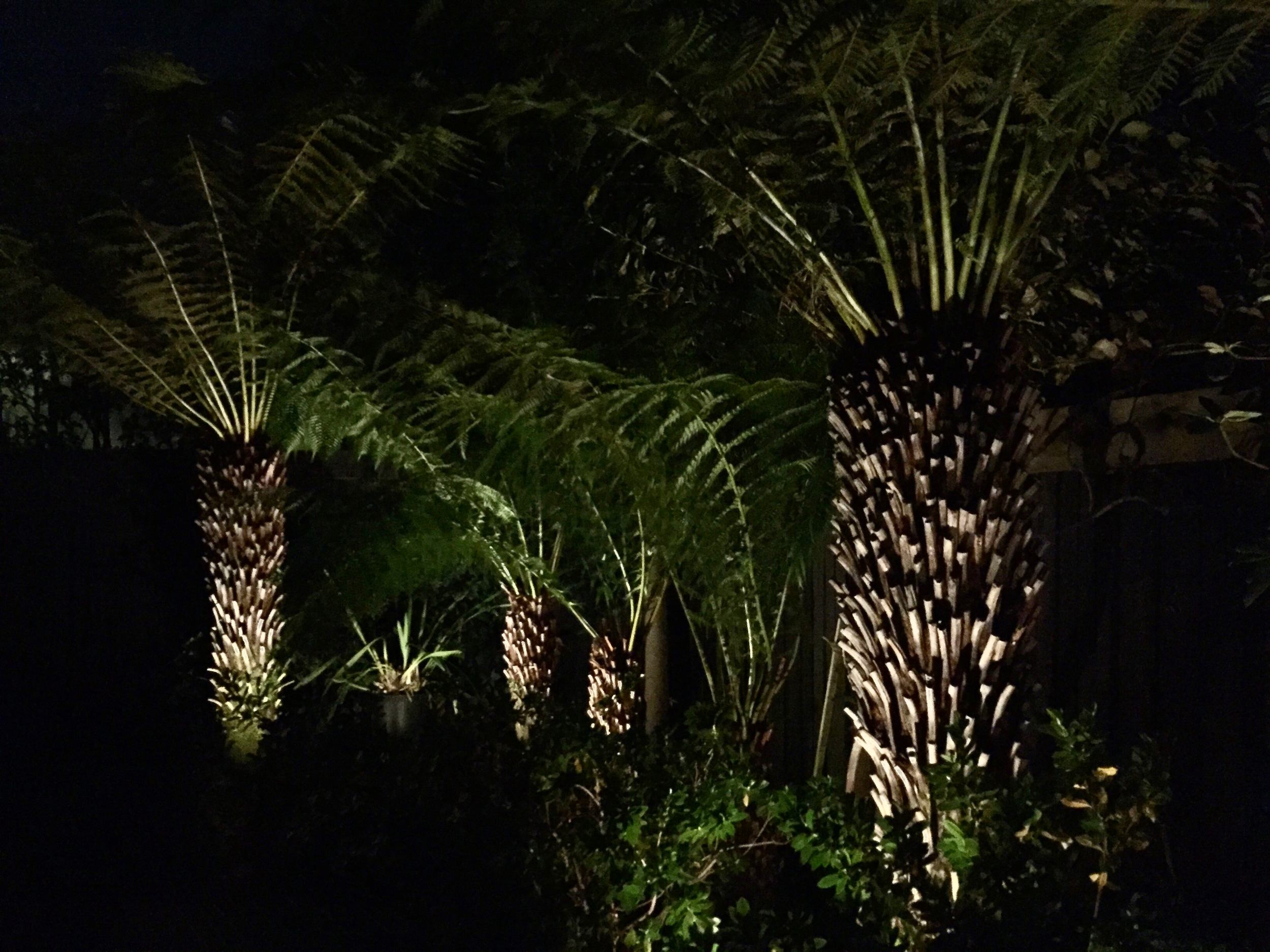 FIELD TRIP #5 - LIGHTS IN THE GARDEN