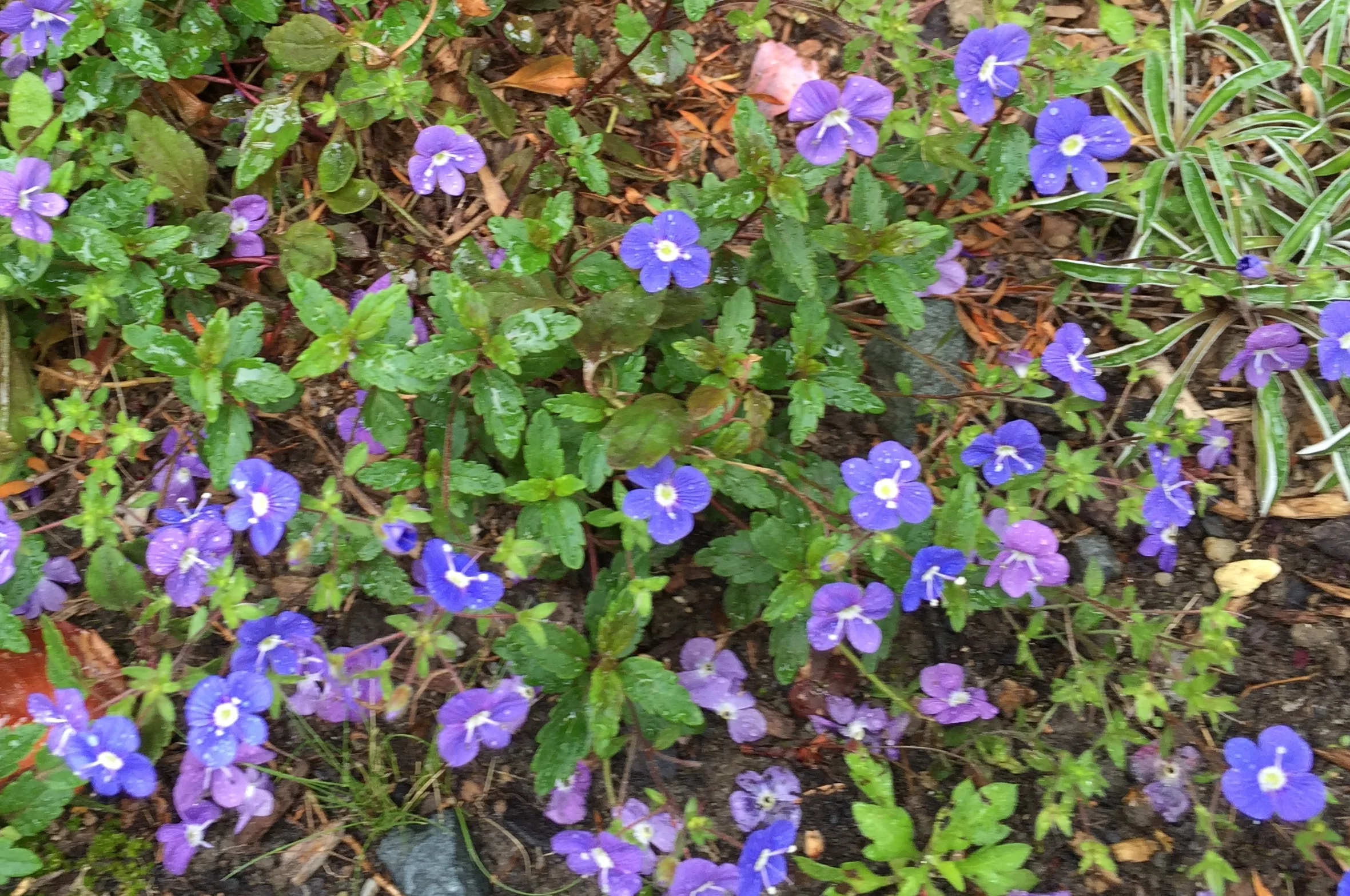 FullSizeRender (2).jpg