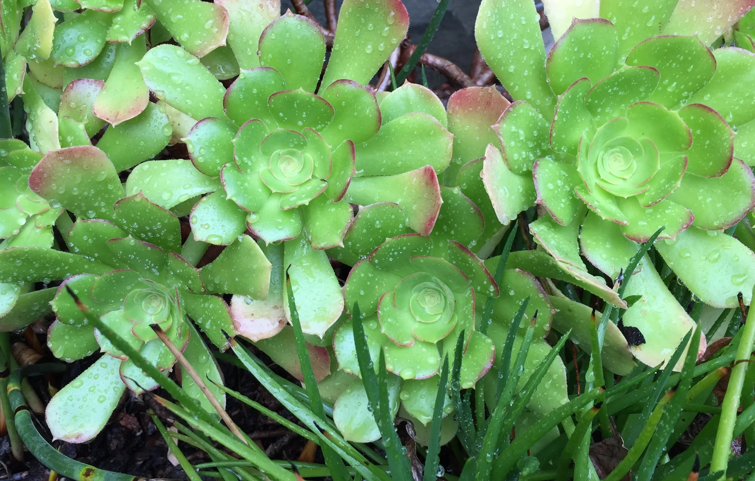 FullSizeRender (3).jpg