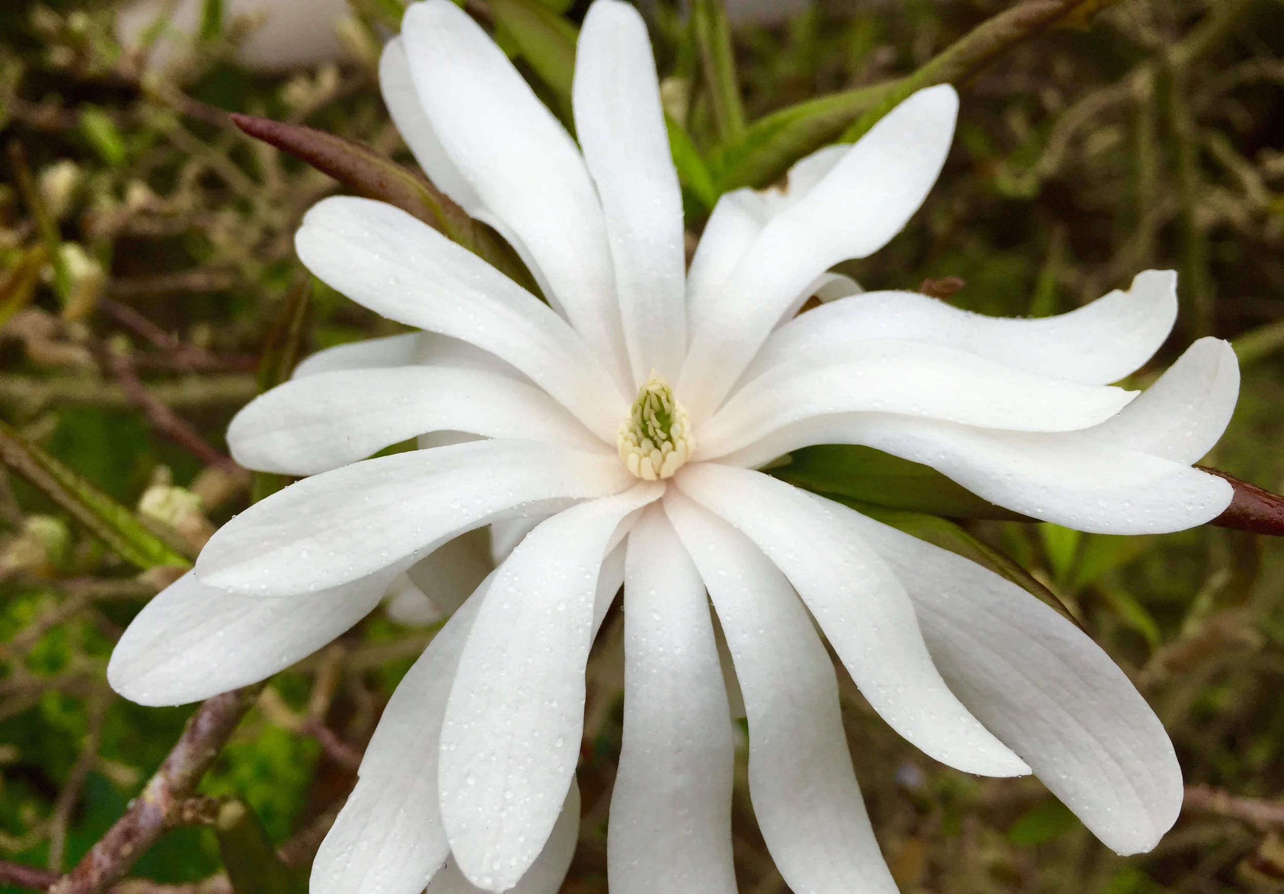 FullSizeRender (3).jpg