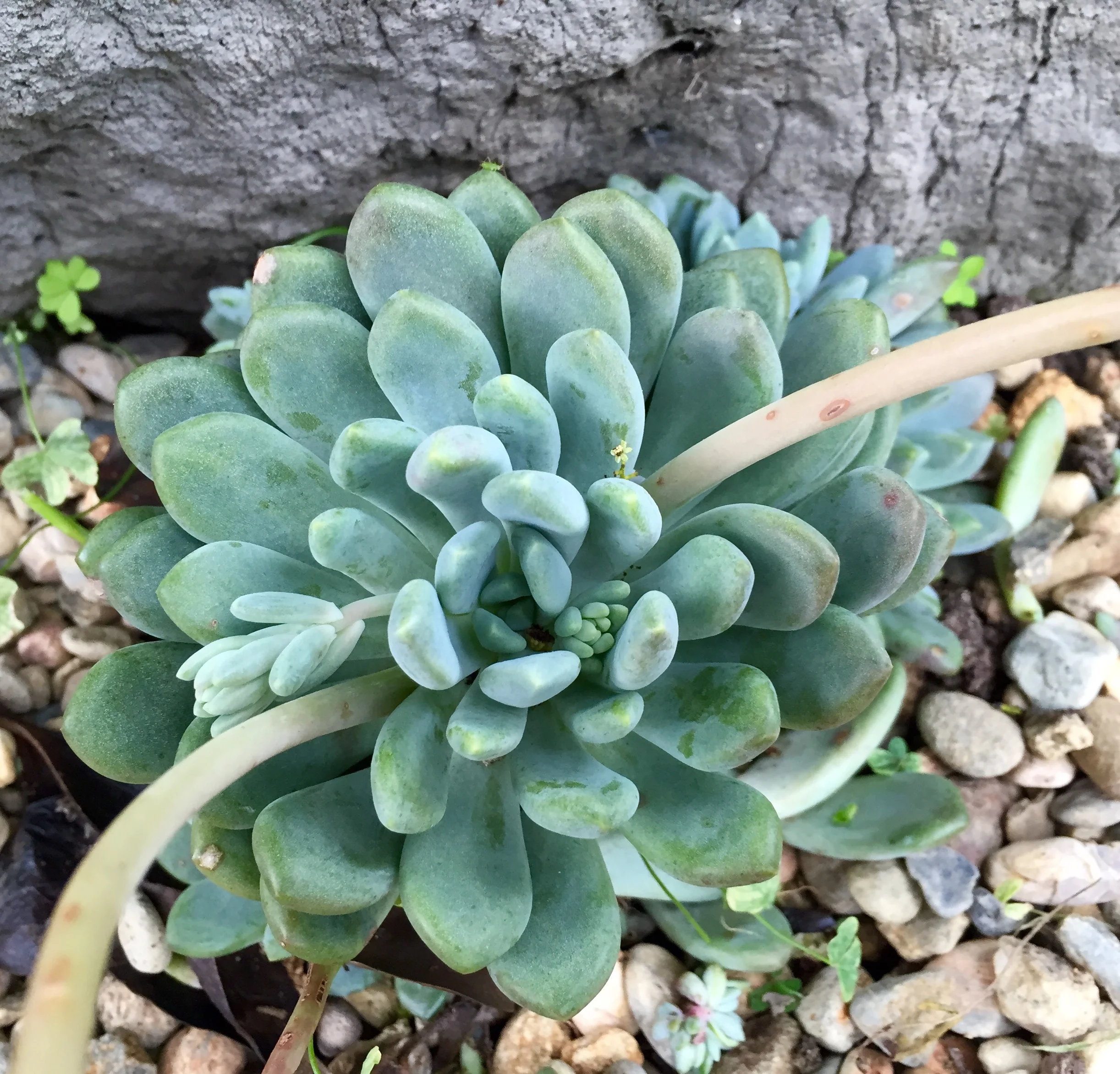 FullSizeRender (13).jpg