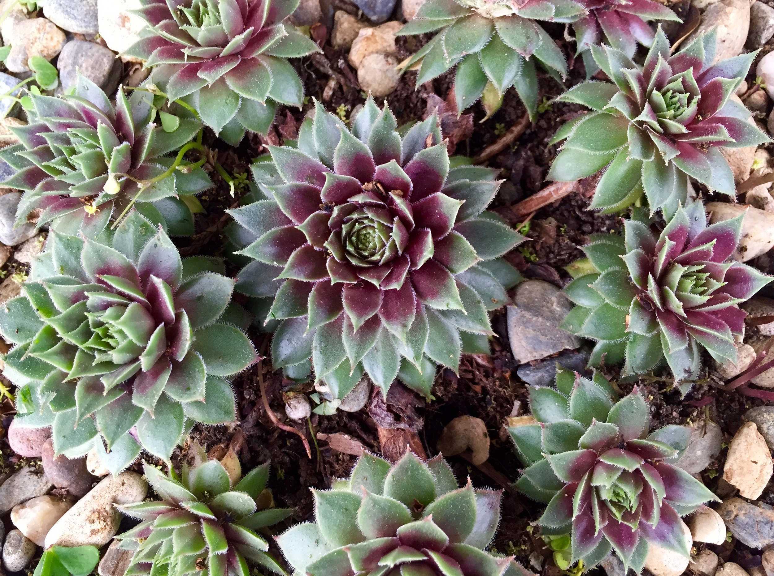 FullSizeRender (12).jpg