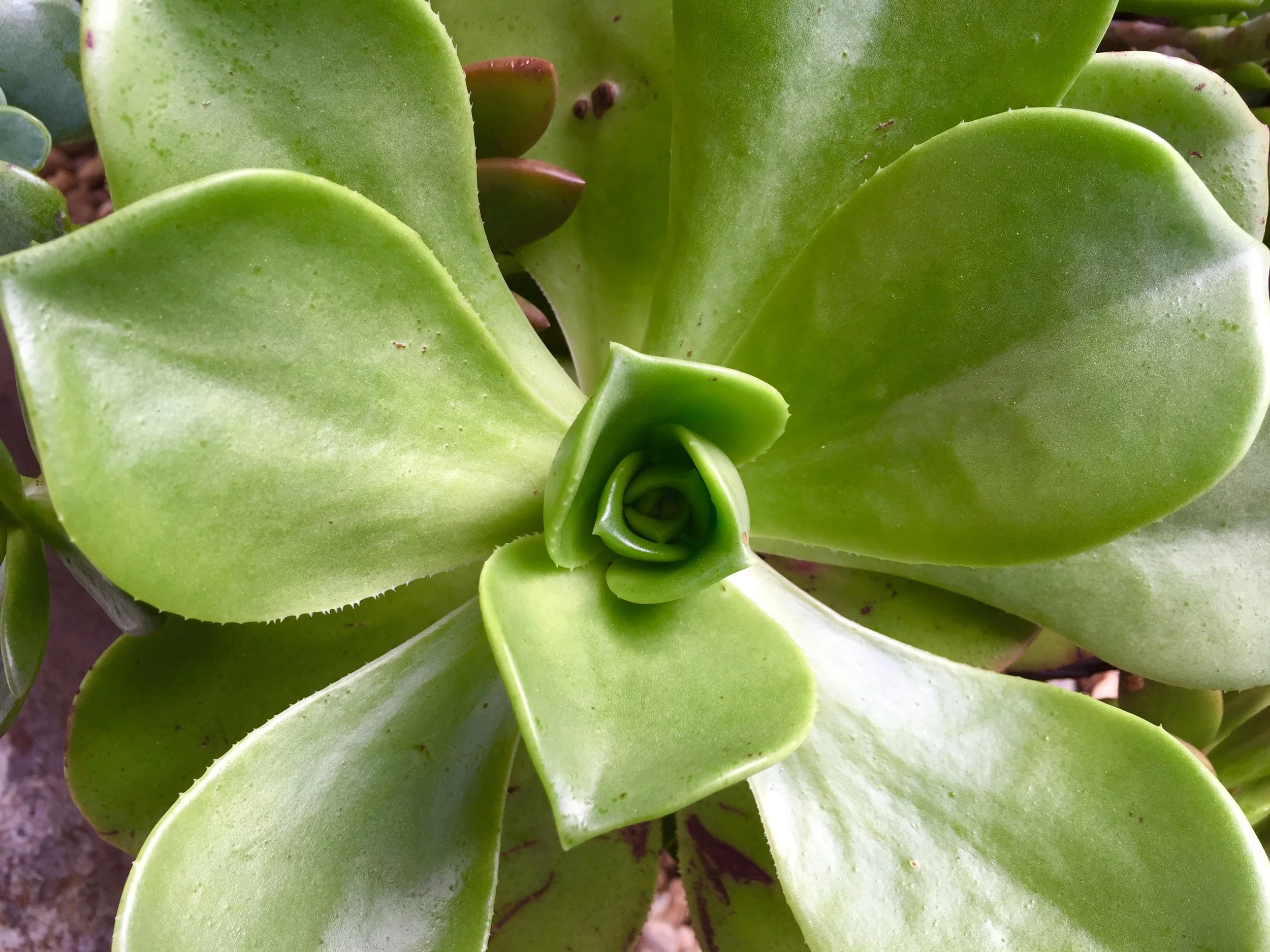 FullSizeRender (16).jpg