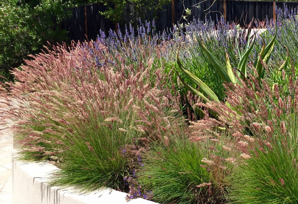 Zacate Landscape Design, Ground Cover Landscaping San Francisco California