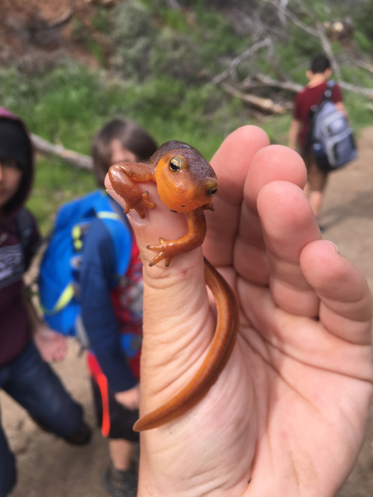 newt-on-finger-9.jpg