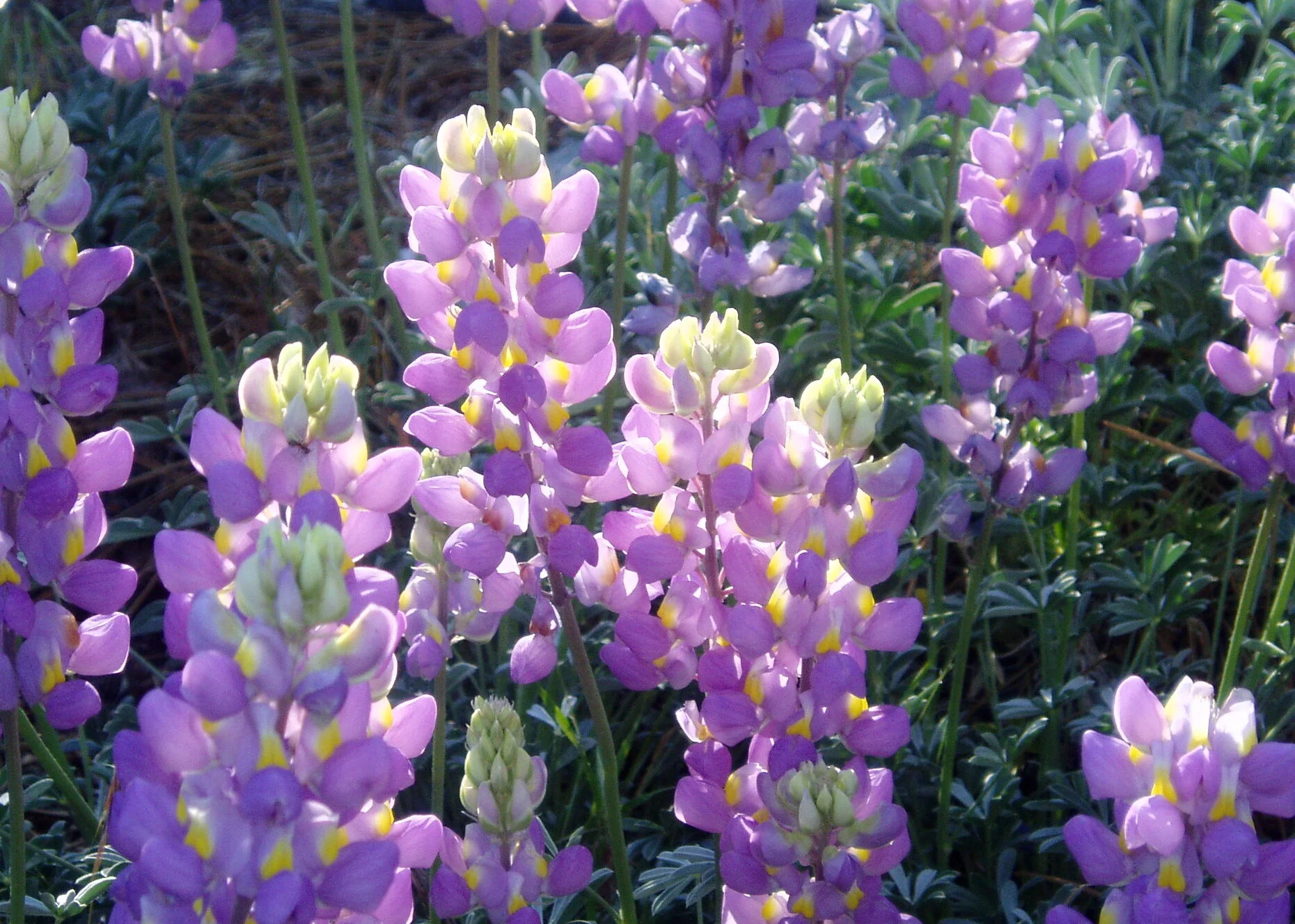 Grape Soda Lupine.jpg