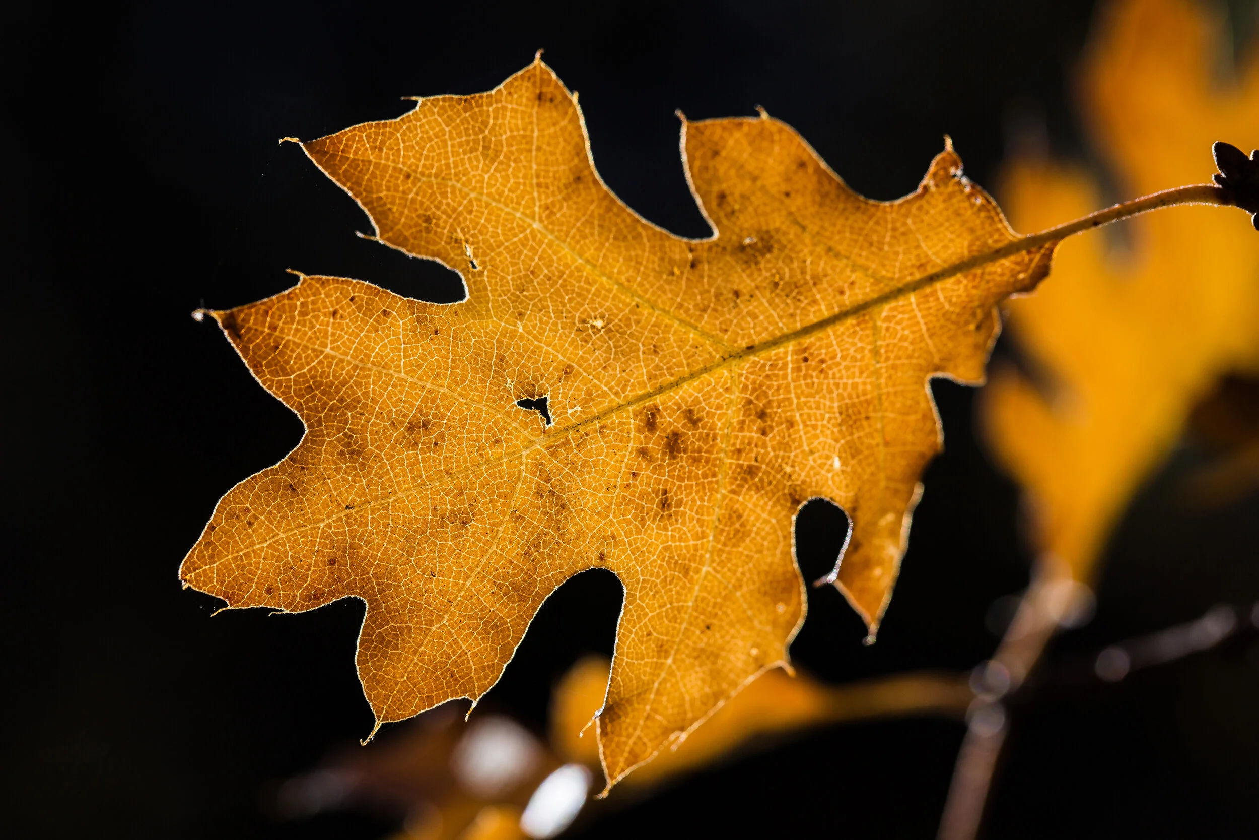 Black Oak.jpg