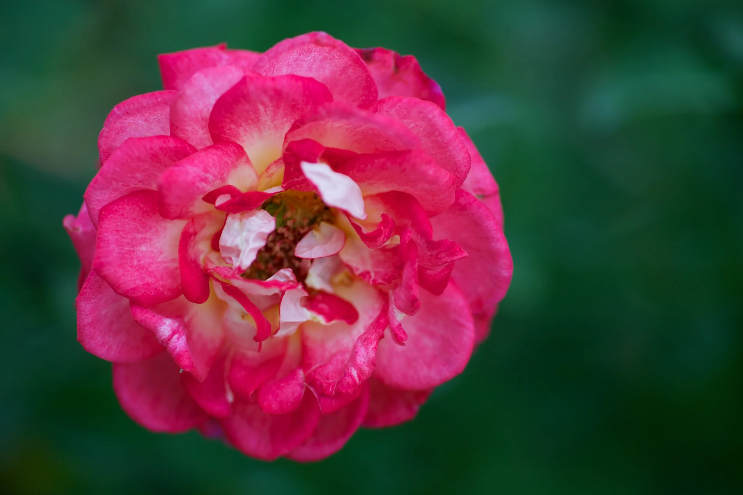 Pink Magic