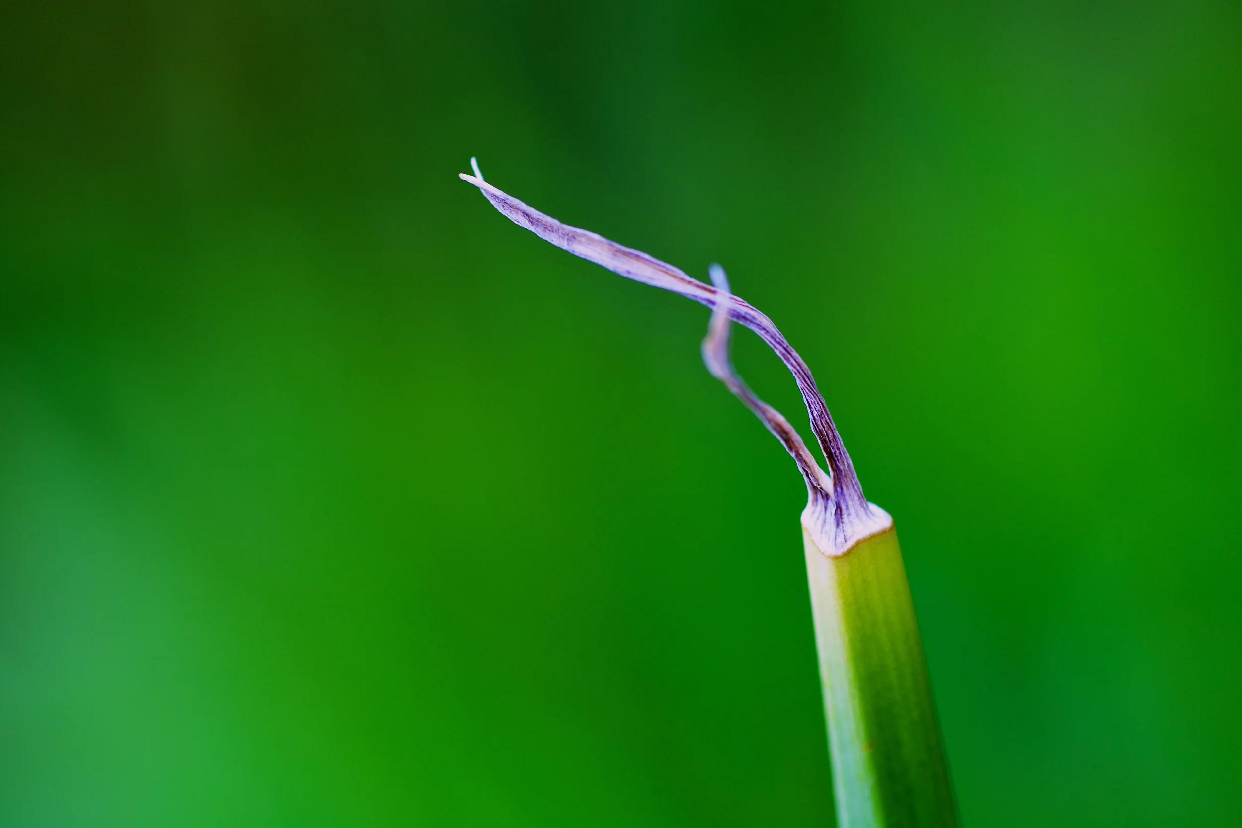 Green Stalk