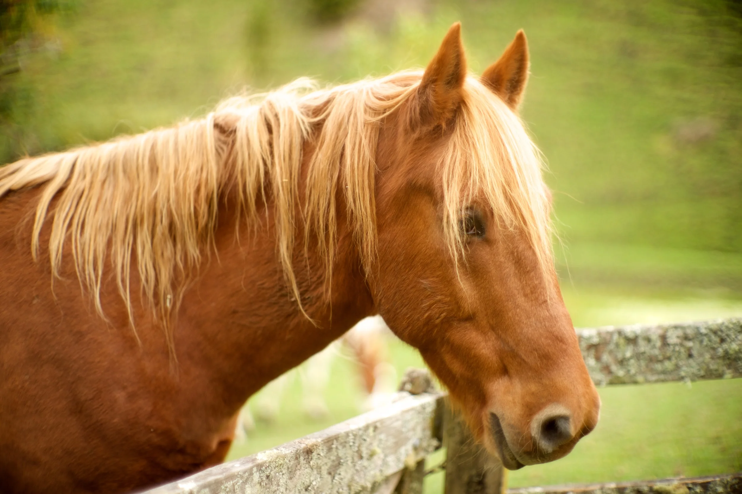 Brown Horse