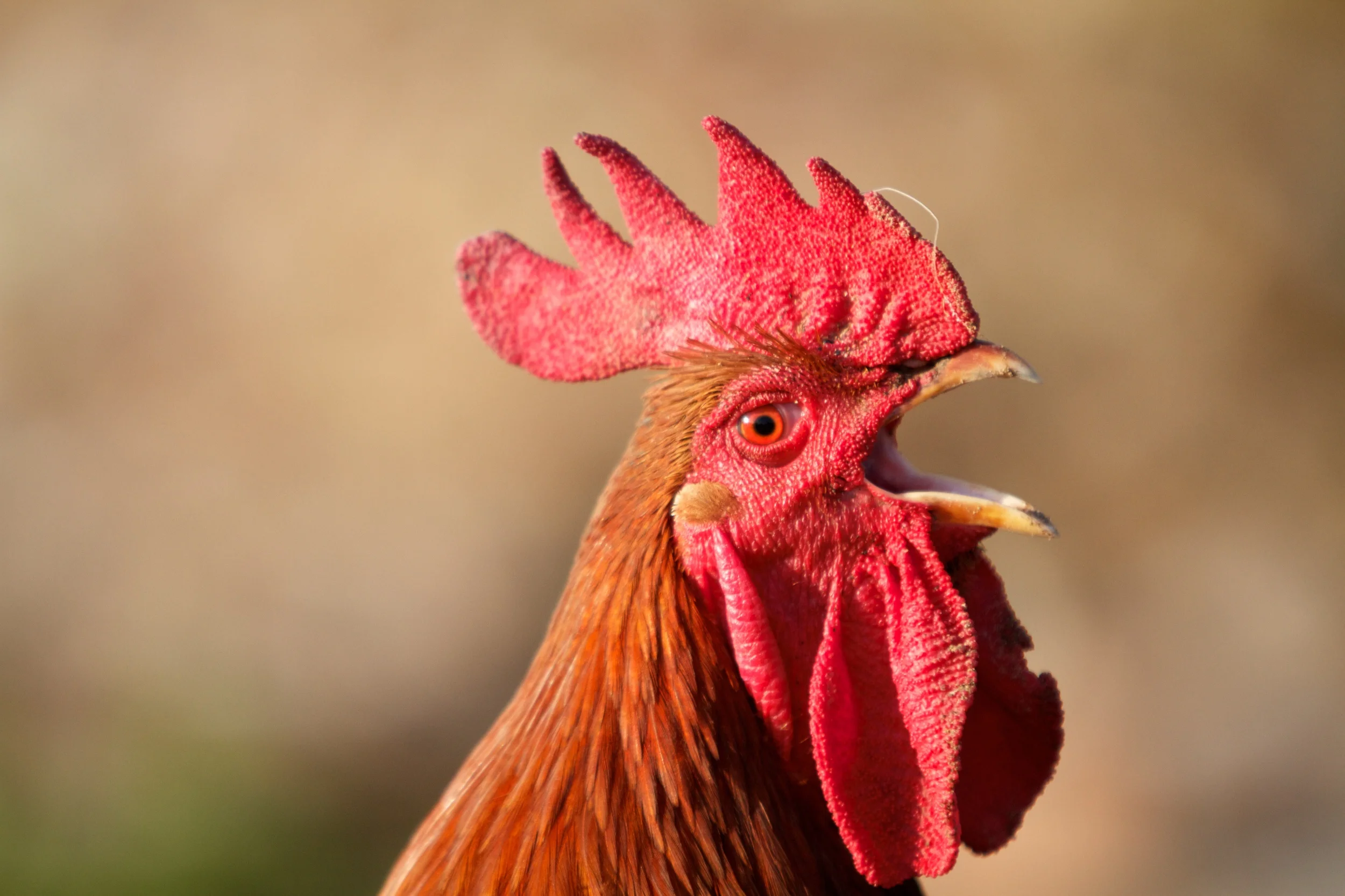 Cock-a-doodle-doo