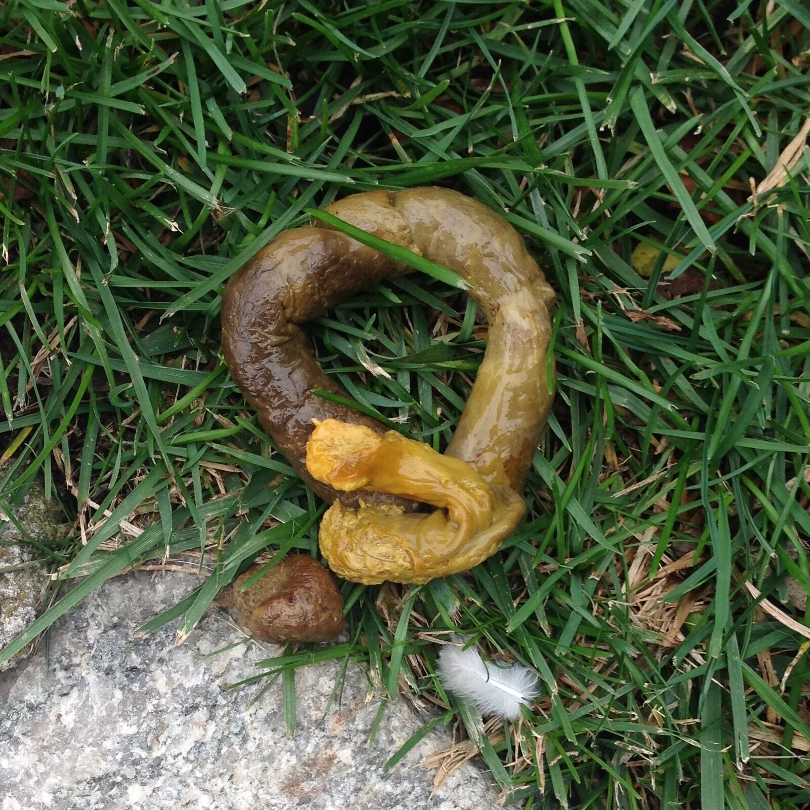 O