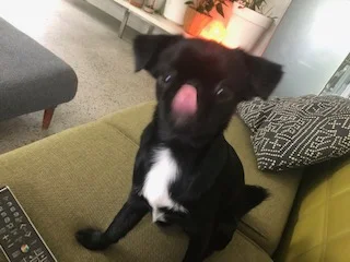 lick.jpg