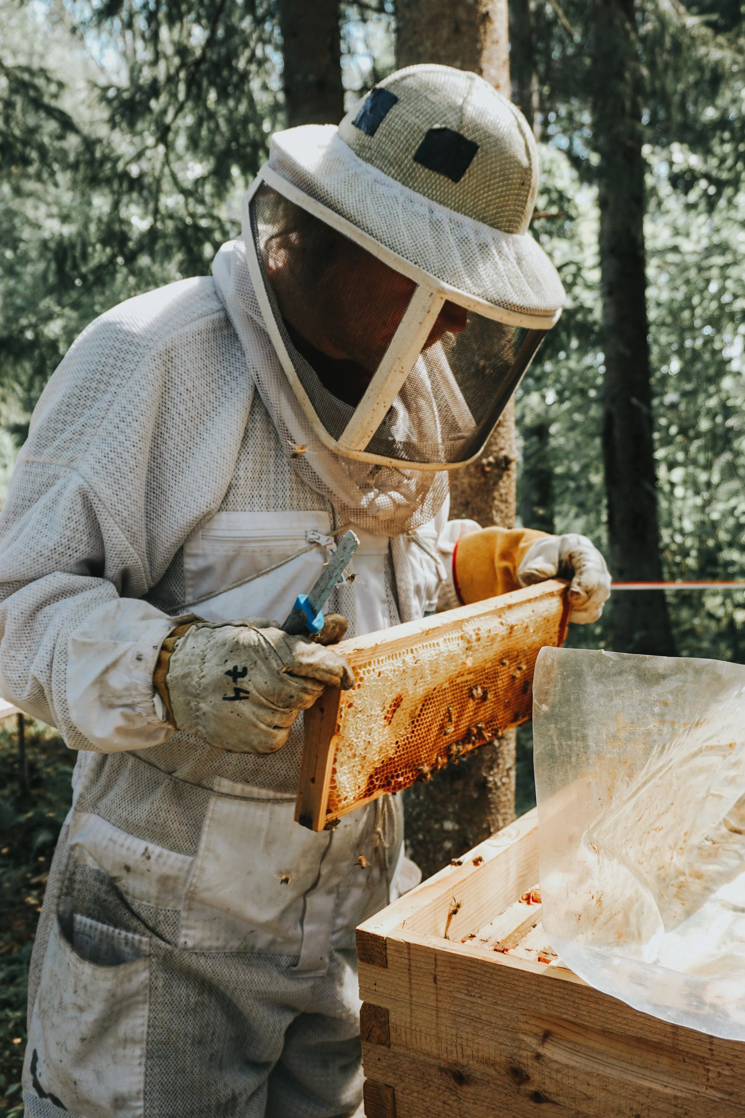 Nordic Honey_Mesinik_Mahemesinik_Mahemesindus_Mesilased