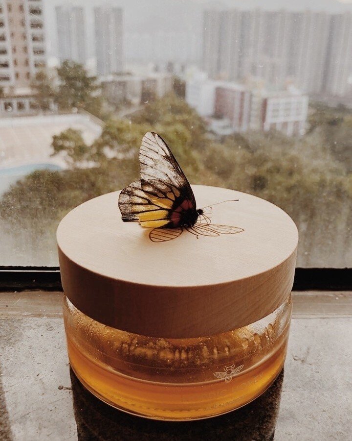 Magical story from @joanne_121 about helping one little butterfly. 🦋🍯
-
Joanne noticed this butterfly not moving on the ground outside of JW Marriott hotel in Hong Kong. She managed to lift the butterfly up on her finger before someone was about to