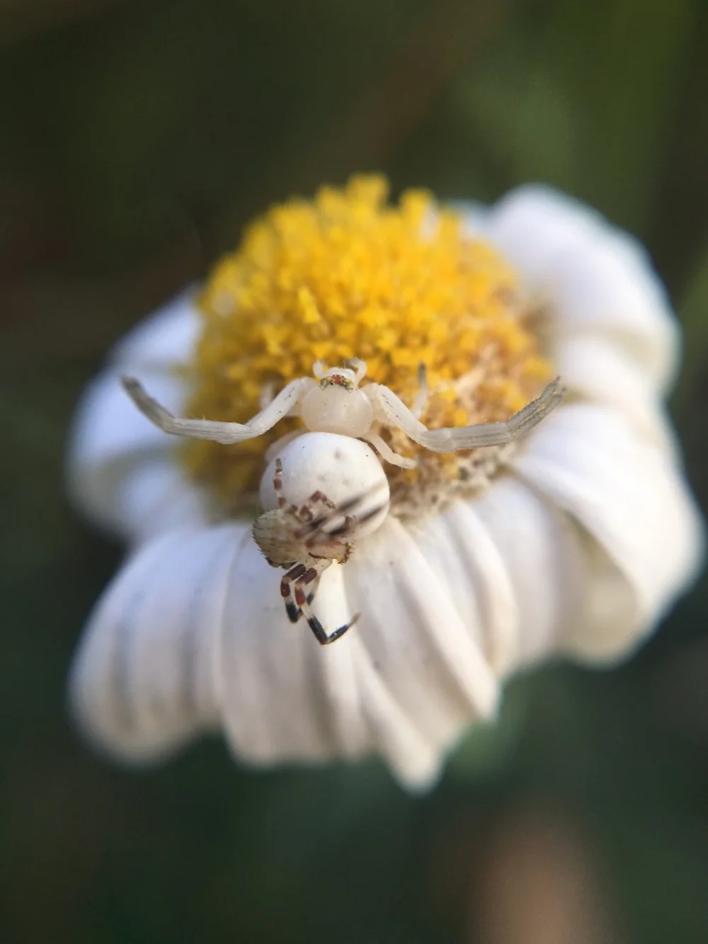 SnapLens Macro #macrosnap