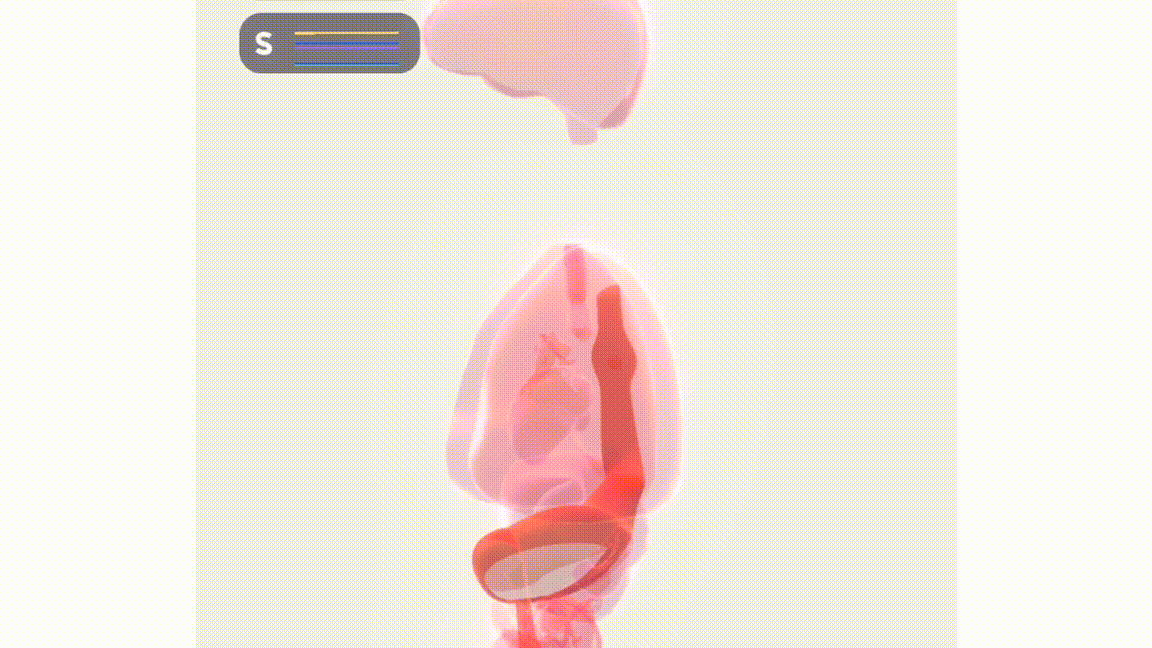 Gif4.gif