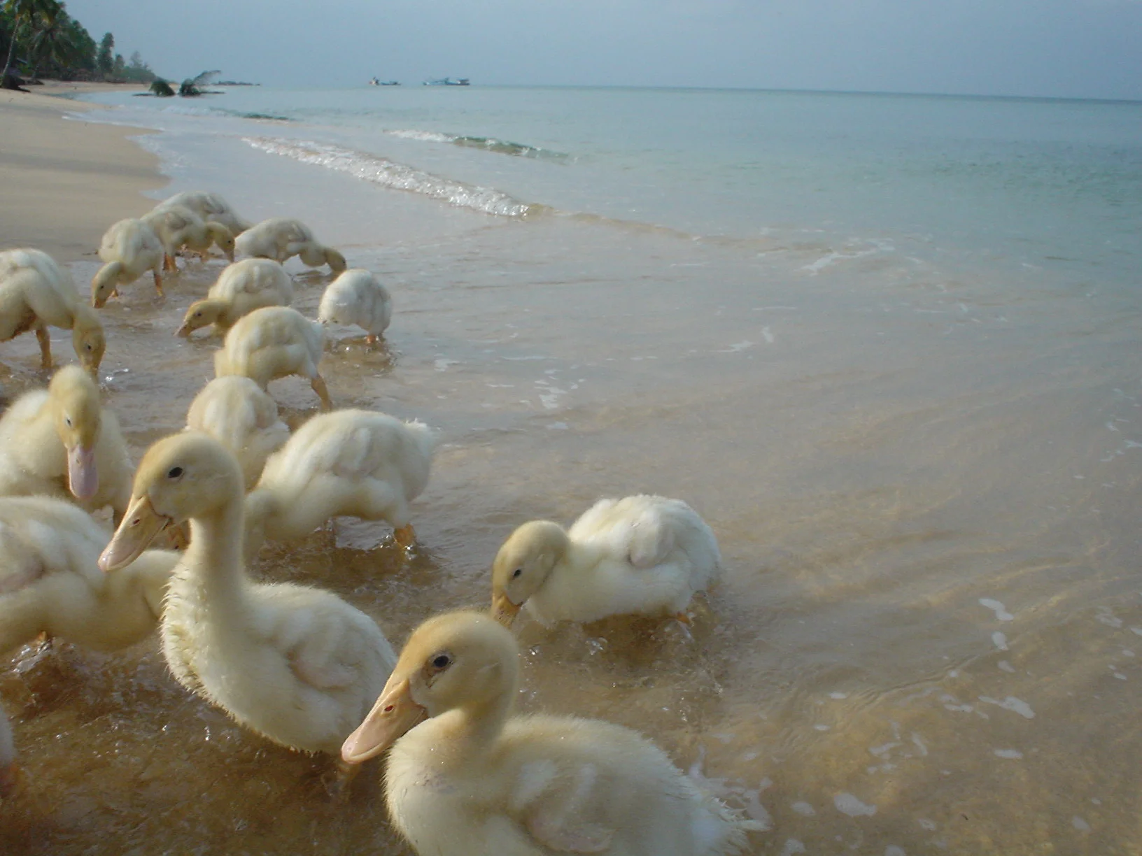 ducks.JPG