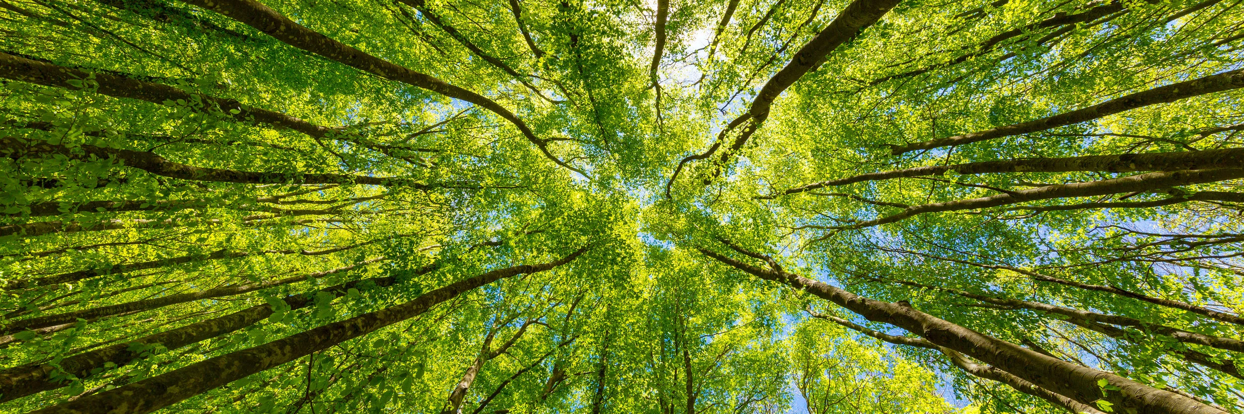 AdobeStock_219848647 (1).jpeg