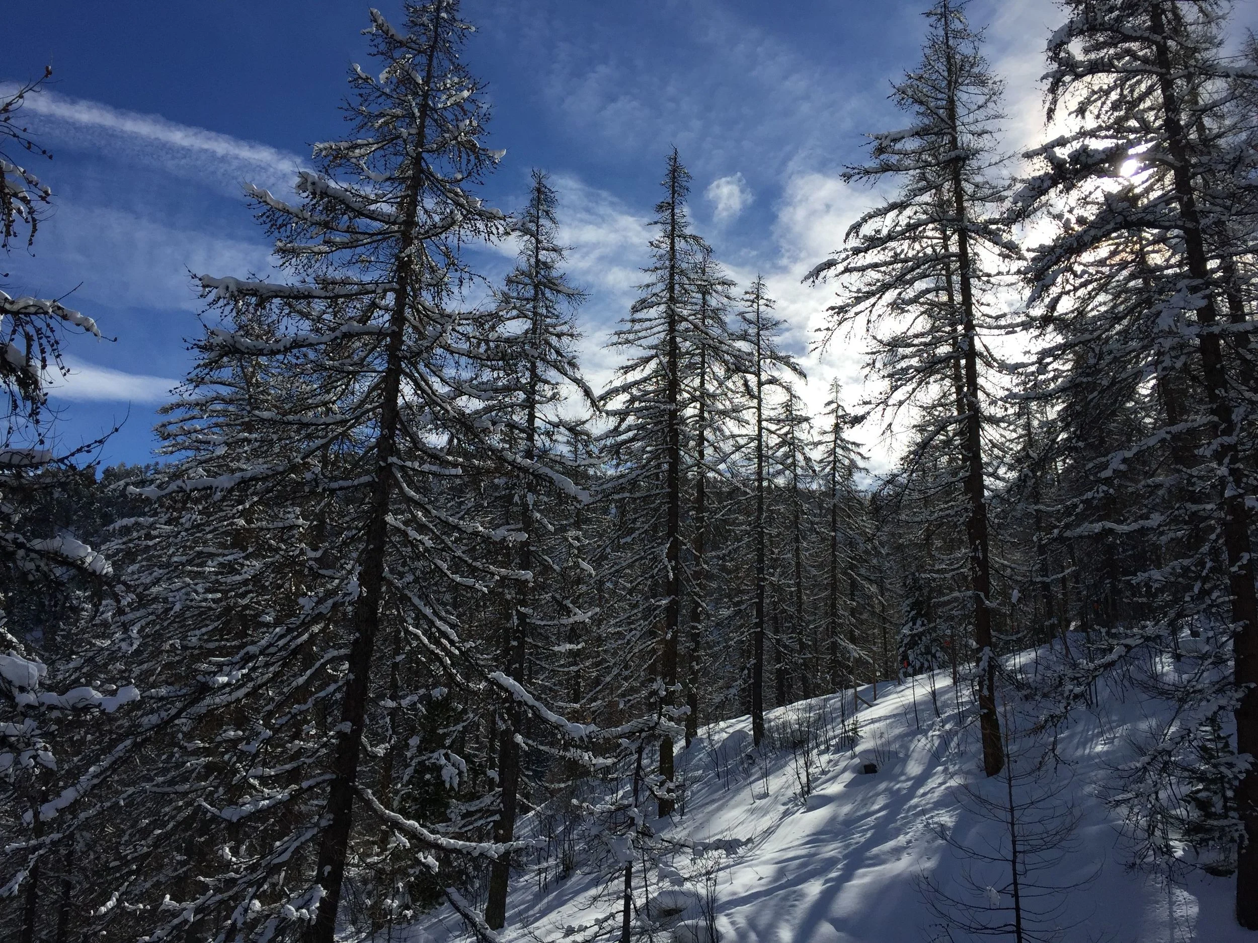 Trees1.jpg