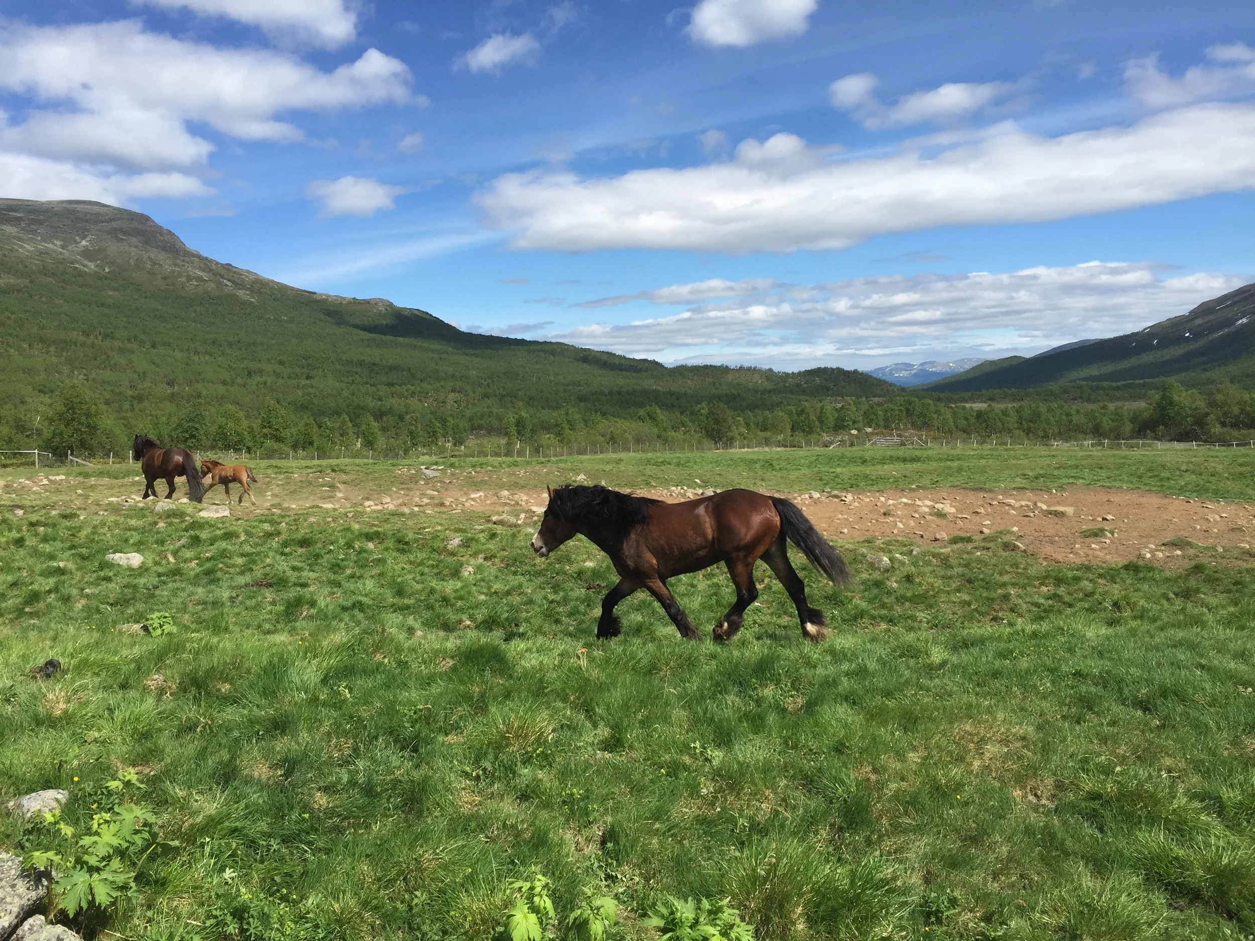Hesteslipp i Sikkilsdalen