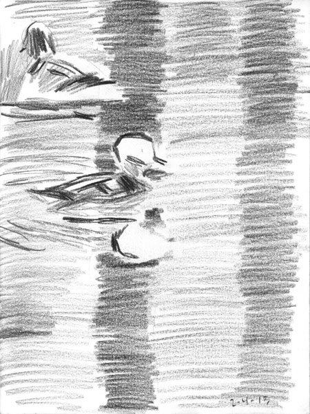 02-04-13-merganser.jpg