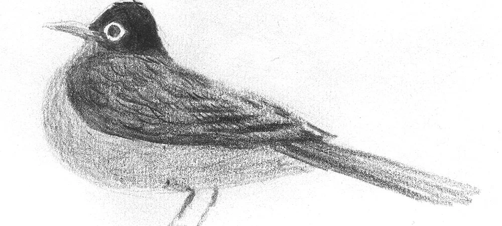 04-30-11-robin2-cropped.jpg