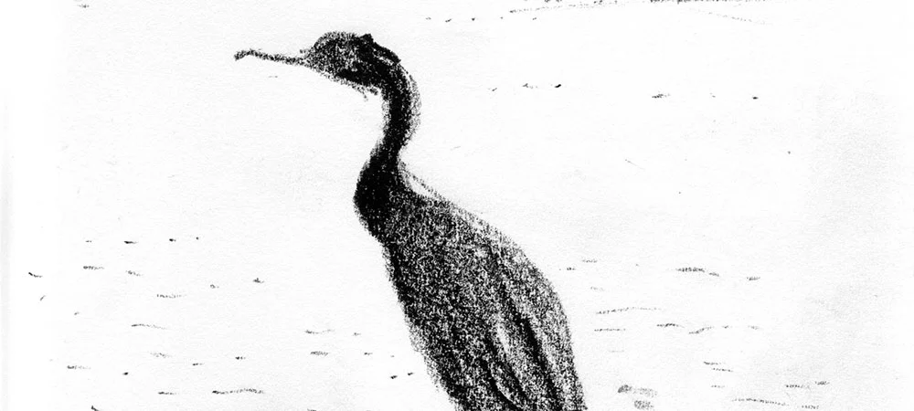 05-26-12-cormorant-cropped.jpg