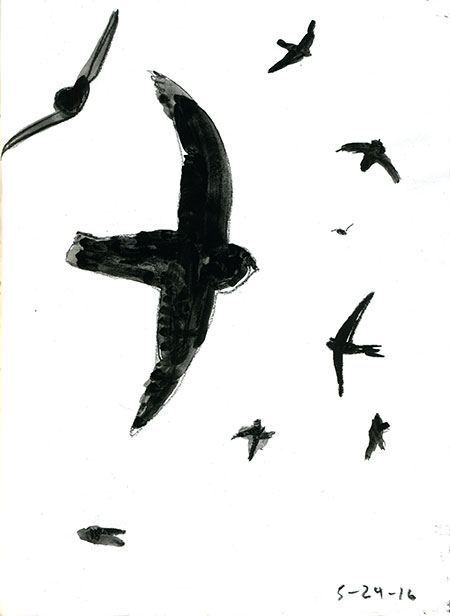 05-24-16-swifts01.jpg