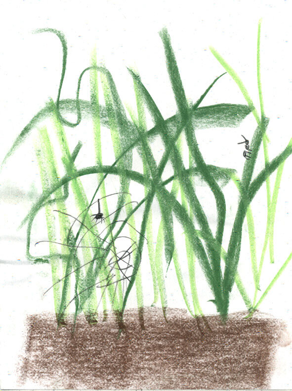 Cotton grass, pencil drawing by Karolina Petursdottir