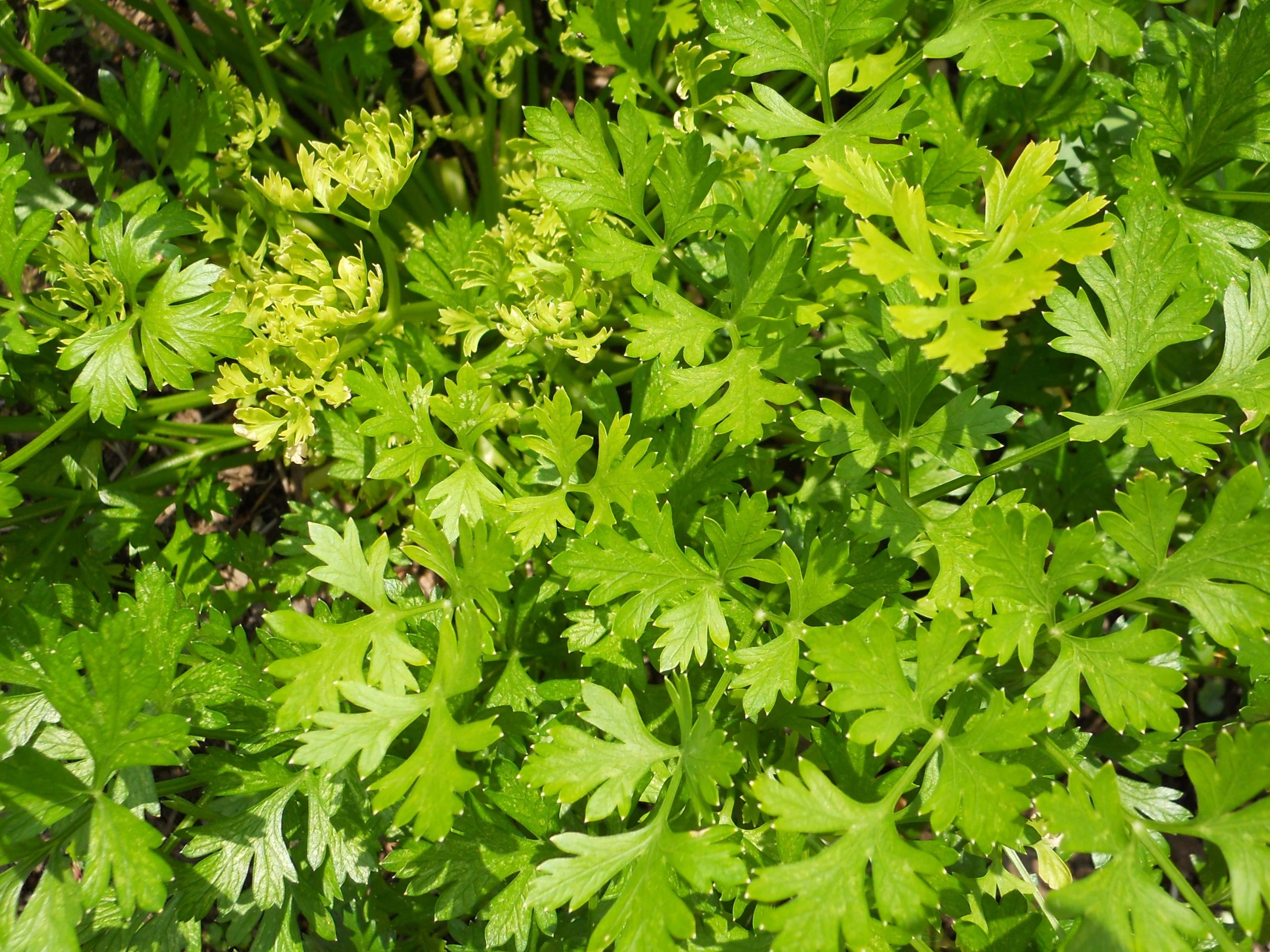 Parsley, toasted sesame and miso salad