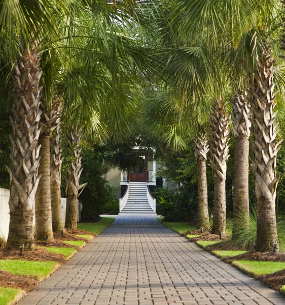 South Carolina Palms