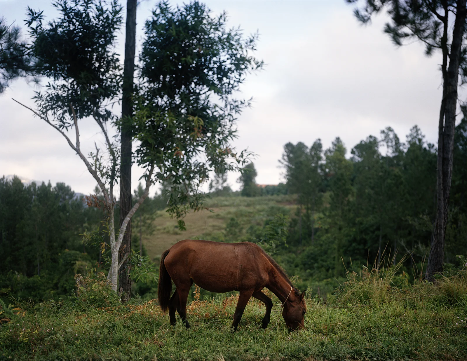 2014_Cuba- Donkey.jpg